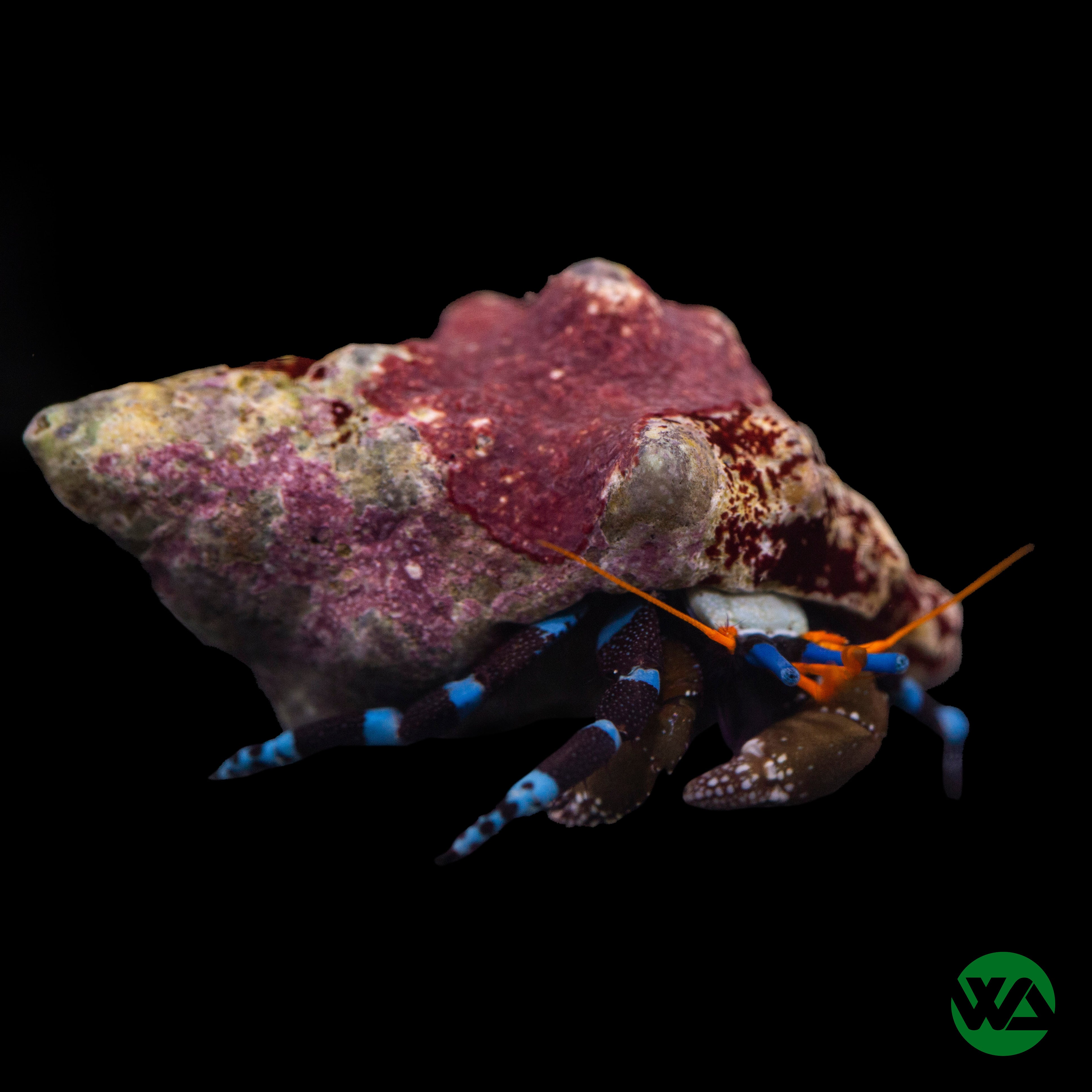Electric Blue Hermit Crab (Stenorhynchus seticornis) - Saltwater Aquarium Pet for Reef Tanks & Marine Habitats
