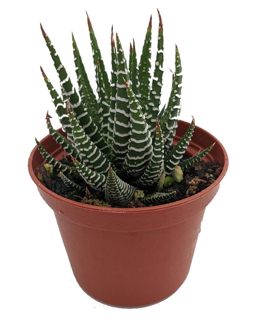 Zebra Plant (Haworthia fasciata) - Low Maintenance Succulent in 2.5
