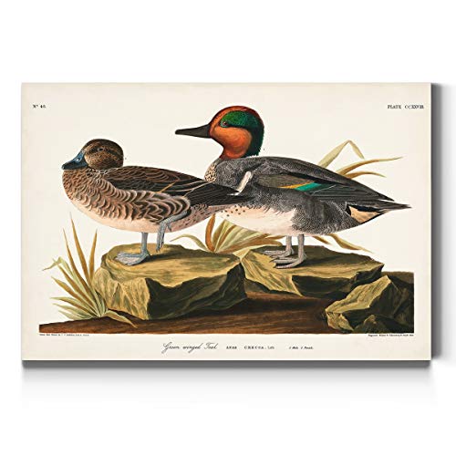 Audubon - Green-winged Teal