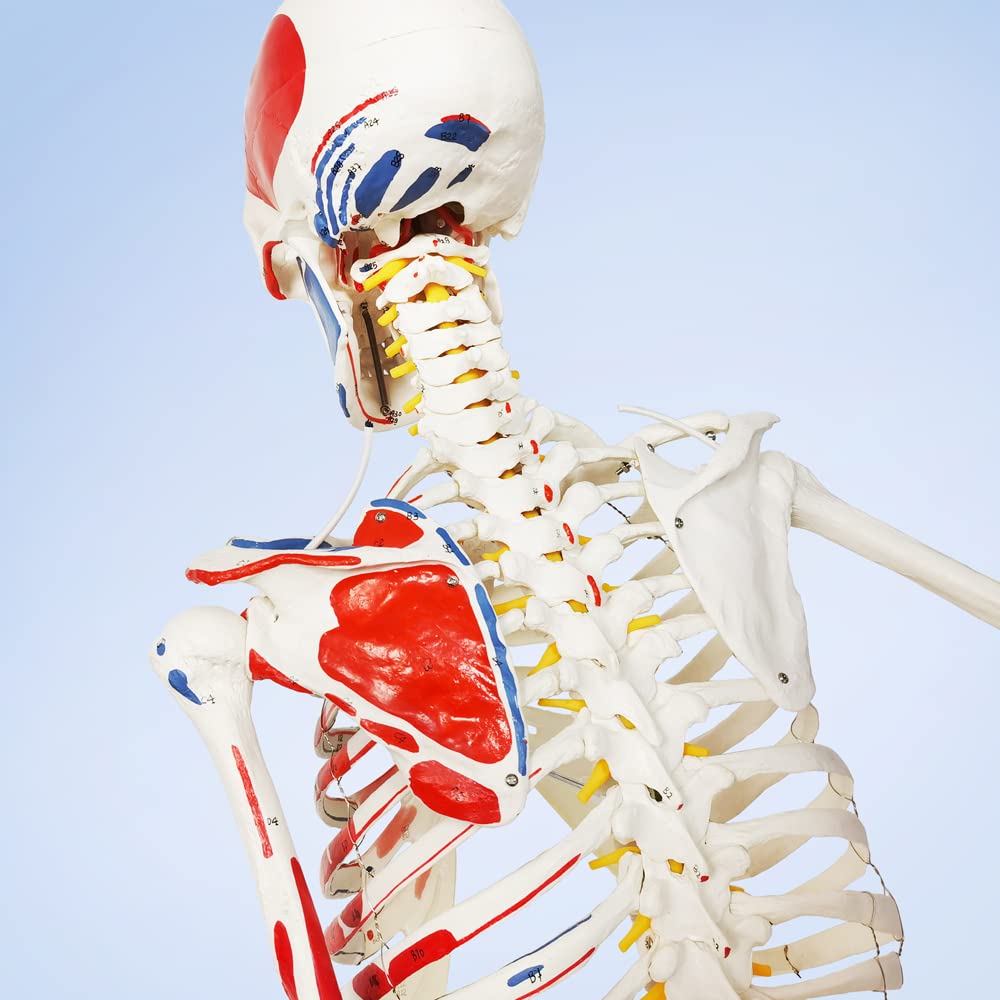 2025 New Life-Size Human Skeleton Model - Medical Anatomical Skeleton with Spinal Nerves & Muscle Attachments - Includes Rolling Stand for Doctors & Medical Students - Perfect for Anatomy Study, Classroom Demonstrations & Medical Office Decor