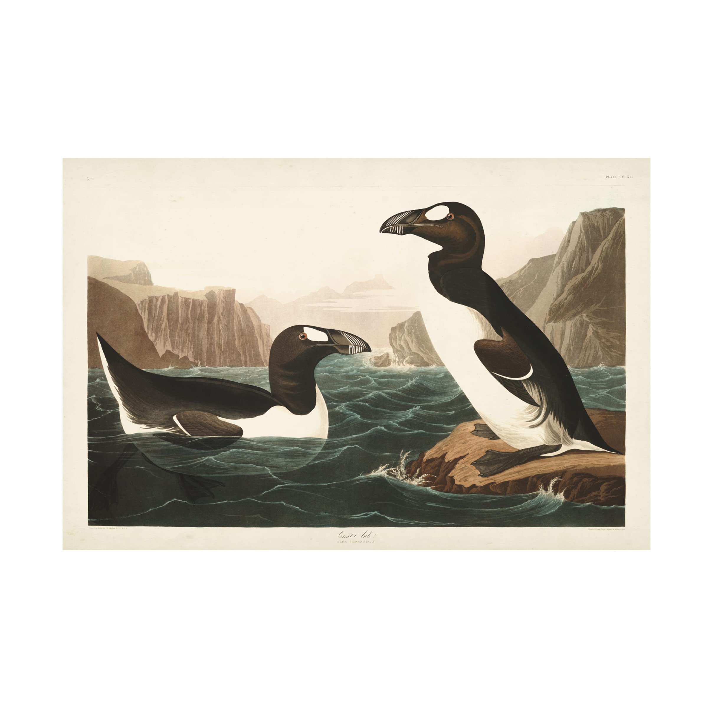 Trademark Fine Art 'Great Auk' Canvas Print by John James Audubon - 12x19 Inch Wildlife Bird Painting - Perfect for Living Room, Bedroom & Office Decor