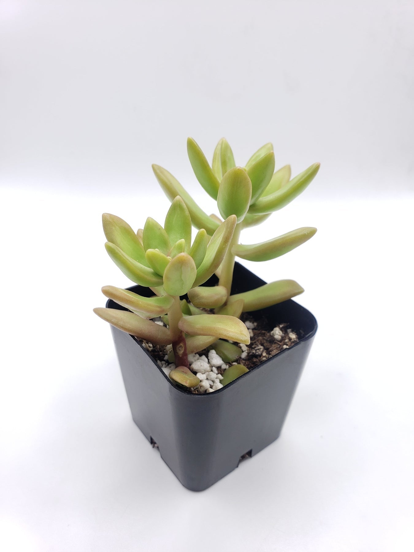 #3 Sedum Coppertone Stonecrop - Drought-Tolerant Succulent Ground Cover Plant for Rock Gardens, Borders & Containers | Perfect for Xeriscaping & Low-Maintenance Landscaping