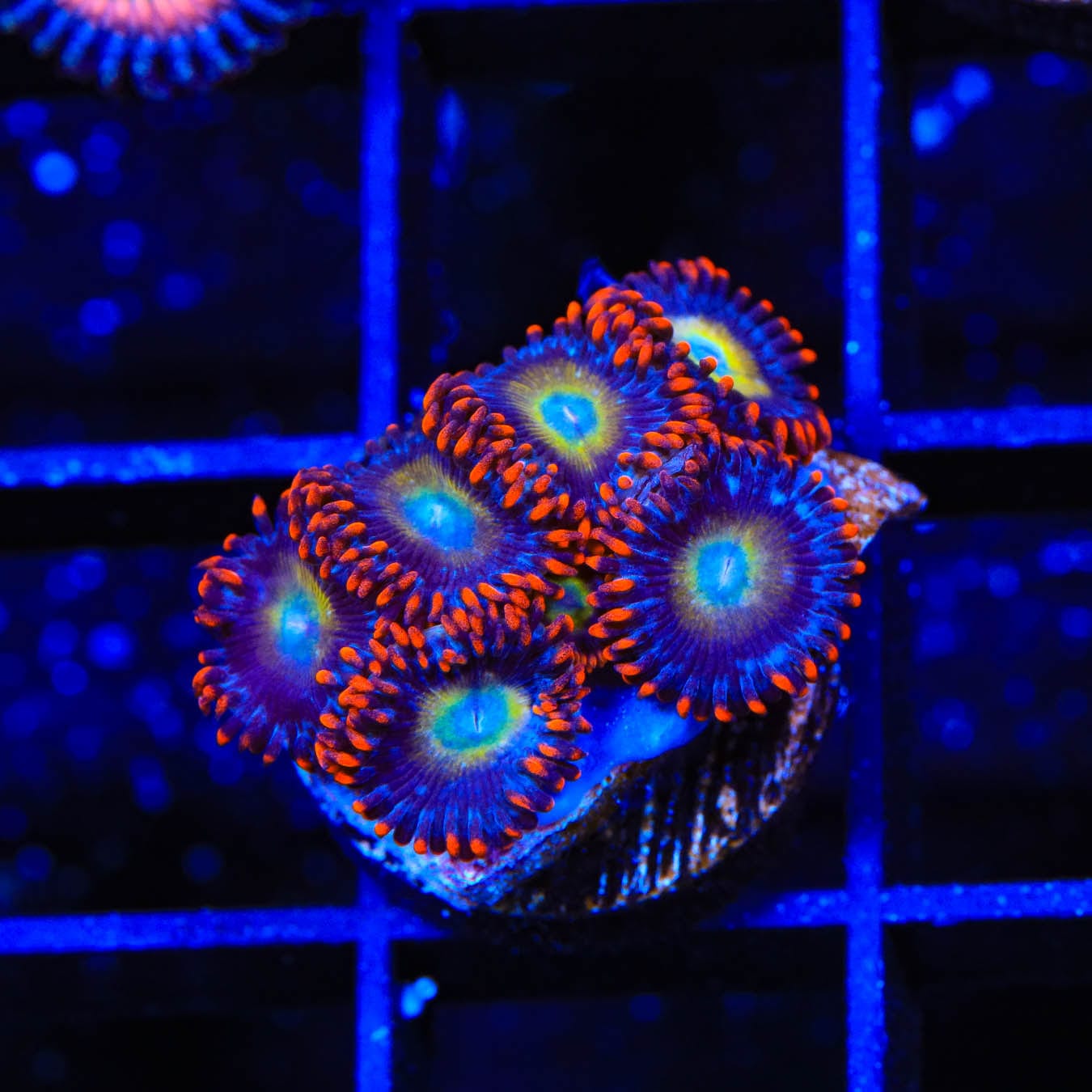 Vibrant Circus Freak Zoanthids Coral for Saltwater Aquariums - Perfect for Reef Tanks & Marine Displays