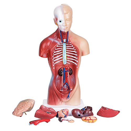 Human Torso Anatomy Model - Detailed Medical Teaching Aid for Biology Class & Lab Study | Perfect for Medical Students, Doctors & Science Educators