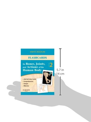 Human Anatomy Flashcards - Bones, Joints & Muscle Actions | 1st Edition Study Cards for Medical Students & Nursing School | Perfect for Anatomy Class & Exam Prep