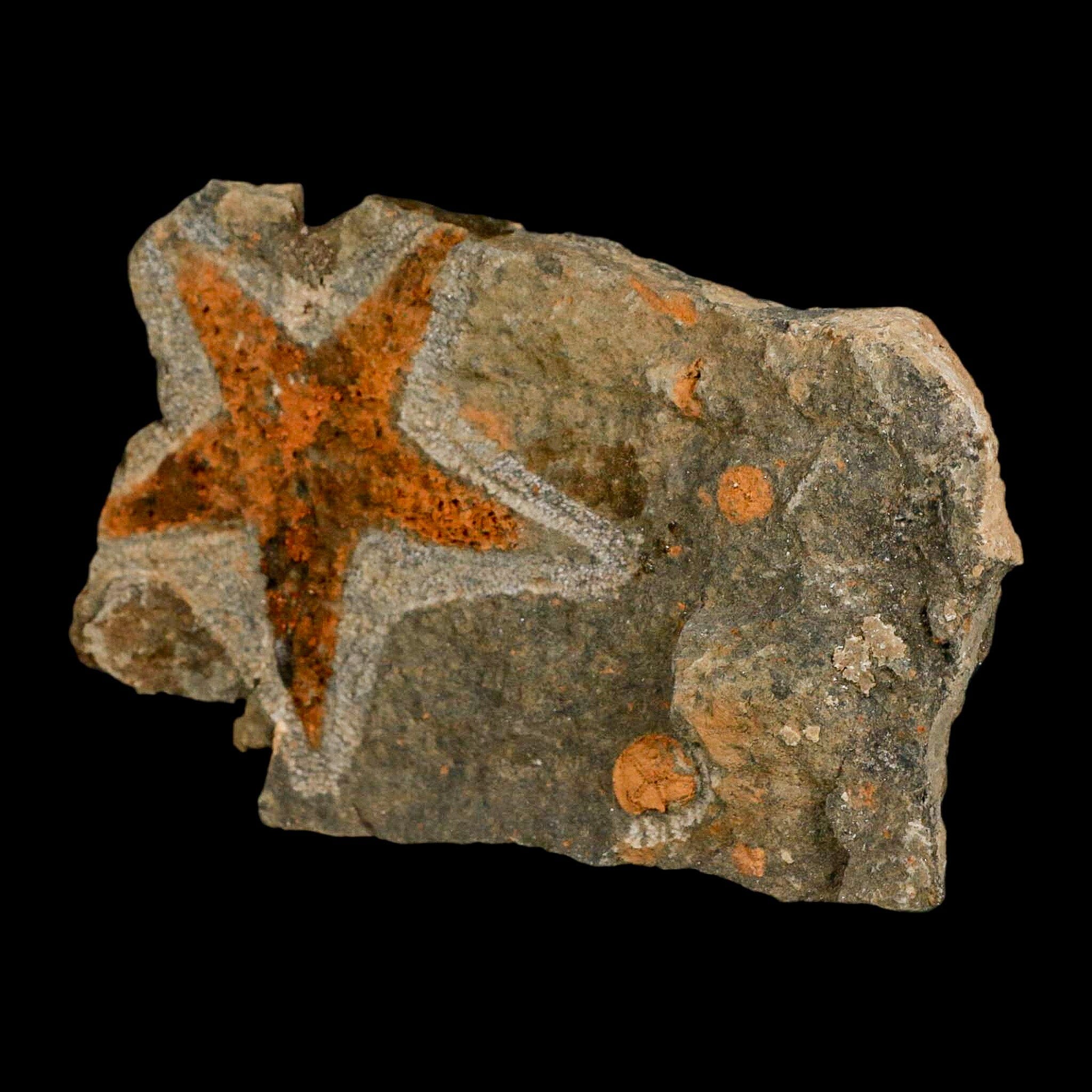 54MM Brittlestar Petraster Starfish Fossil - Ordovician Age Blekus Morocco with COA | Rare Collectible for Home Decor, Science Education & Gift Giving