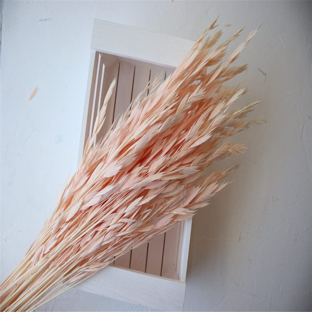 NHUNPPGR 30pcs Dried Natural Oat Flower Bouquets - Rustic Wheat Stems for Home Decor, Wedding Centerpieces & Farmhouse Floral Arrangements