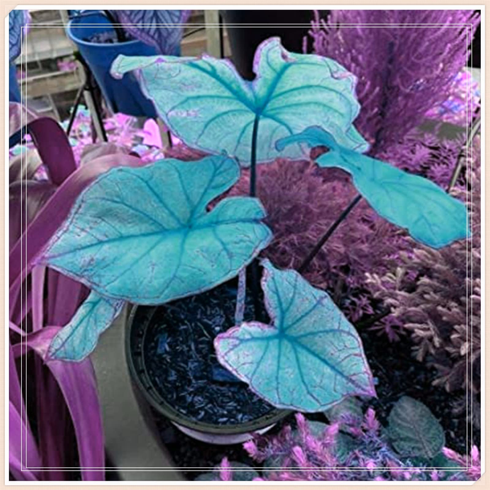 15 Mixed Colocasia Elephant Ear Bulbs | Taro Plant Bulbs for Planting | Perennial Garden Ornamental Plants | Perfect for Outdoor Landscaping, Container Gardening & Tropical Garden Decor
