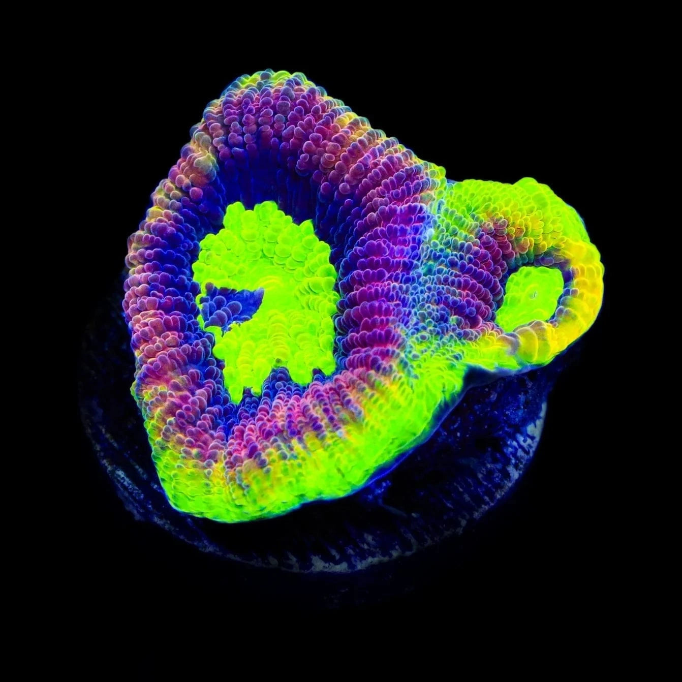 Dragon Soul Favia Coral - Premium Saltwater Aquarium Coral for Reef Tanks | Perfect for Marine Aquascaping & Coral Propagation