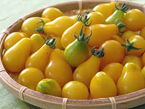 Organic Yellow Pear Tomato Seeds - Heirloom Non-GMO 100ct - Sweet Cherry Tomatoes for Salads, Salsas & Fresh Eating - Perfect for Home Gardens & Container Planting