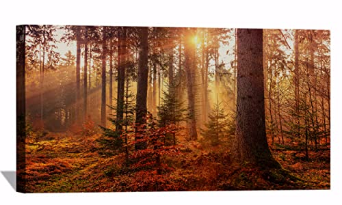 Autumn Sunbeams Forest Light