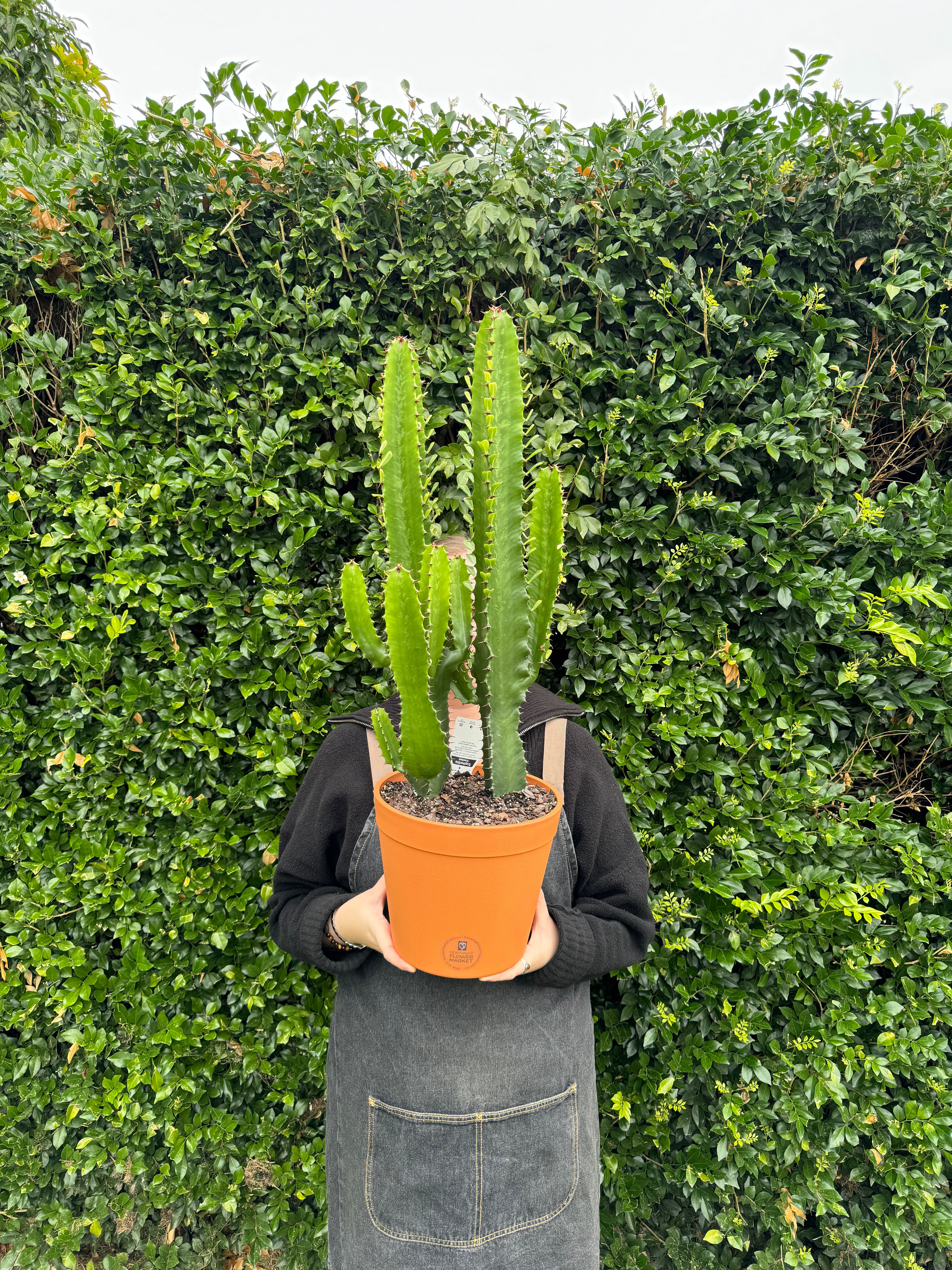 Euphorbia Cowboy Cactus - Unique Potted Succulent for Home & Office Decor, Desert Garden Landscaping