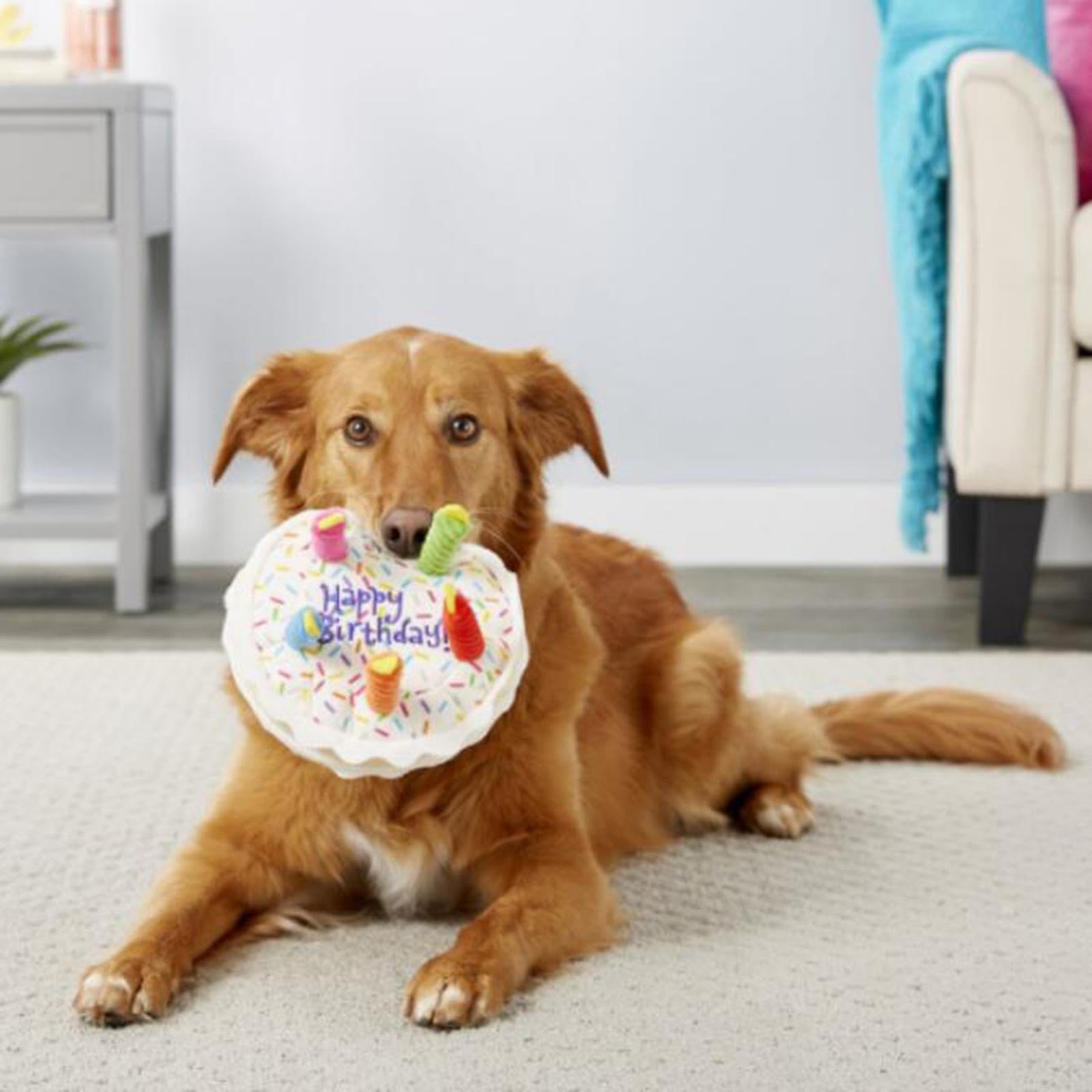 Soft Plush Dog Toy - Interactive Chew Toy for Puppies & Dogs, Candle Cupcake Design for Play & Exercise, Perfect for Birthday Gifts & Training (Ideal for Indoor Play & Teething Puppies)