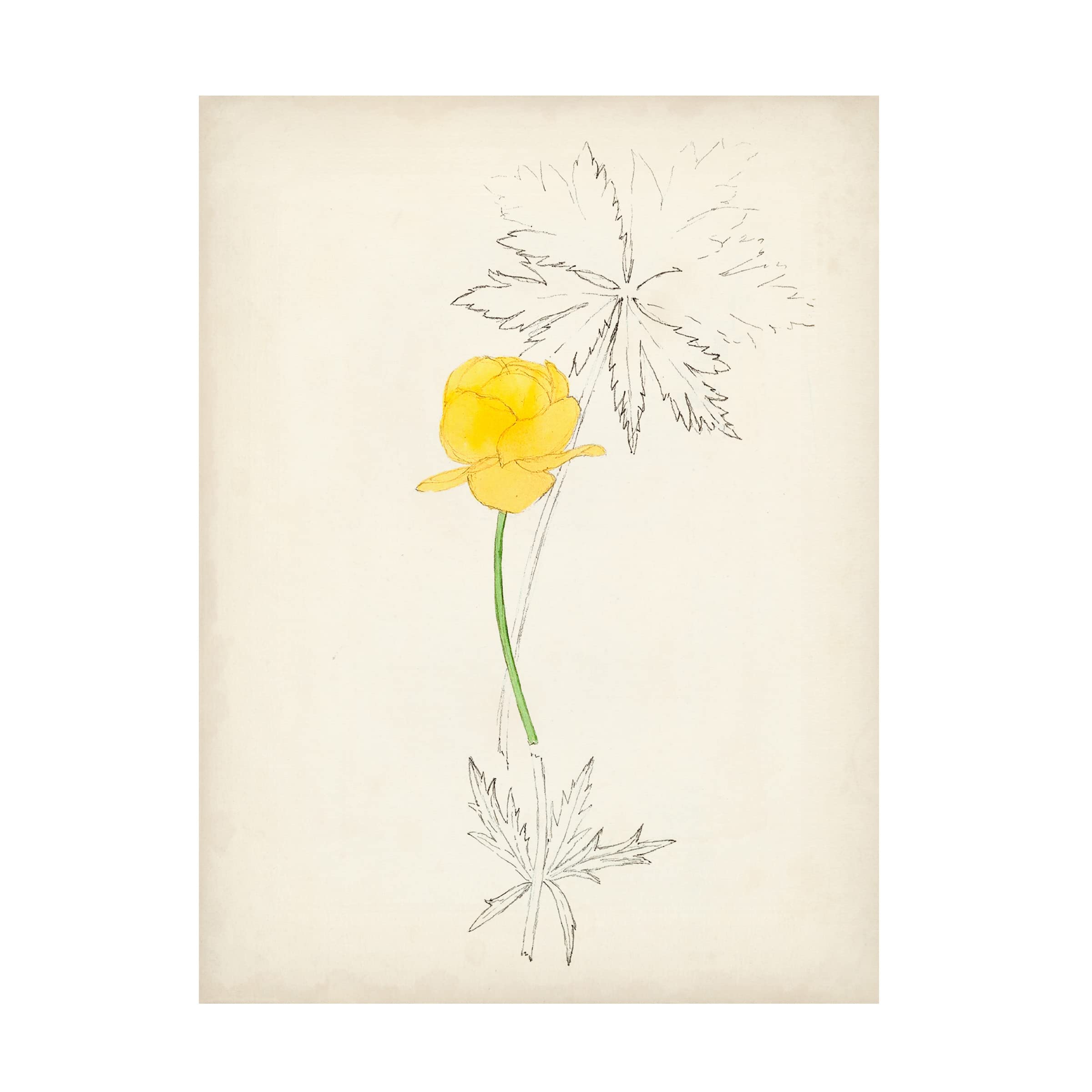 Watercolor Botanical Sketches VII Canvas Wall Art - 14x19 Floral Painting for Home Decor, Office & Living Room