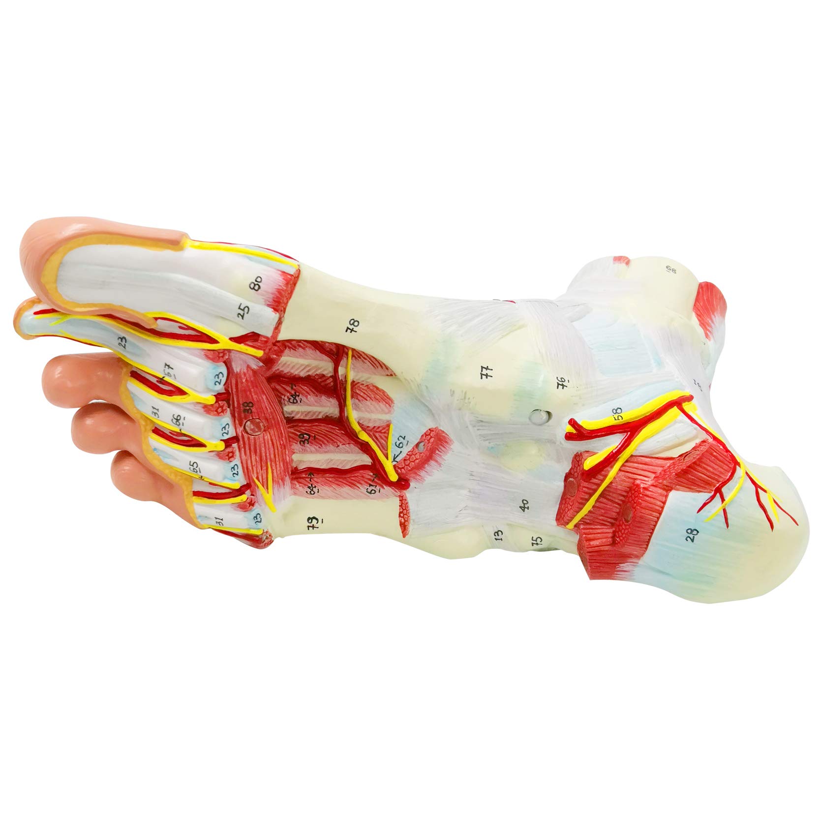 9-Part Anatomical Foot Model - Detailed Human Foot Bones, Muscles, Ligaments, Nerves & Blood Vessels with 81 Digital Markers | Medical Education, Physical Therapy & Classroom Learning Tool