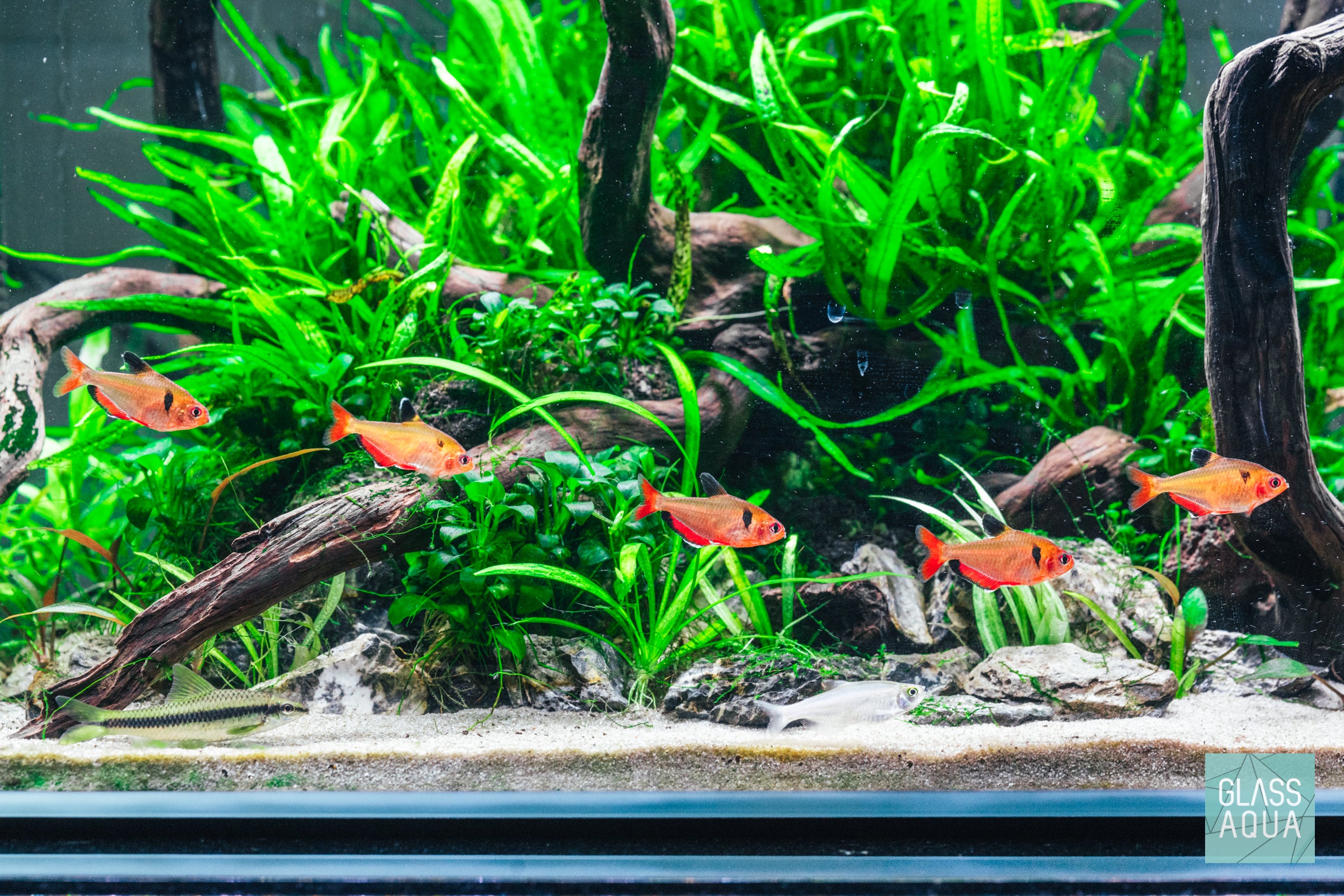 Microsorum Pteropus (Java Fern) - Live Aquatic Plant for Freshwater Aquariums, Fish Tanks & Terrariums - Easy Low Light Aquarium Plants for Beginners