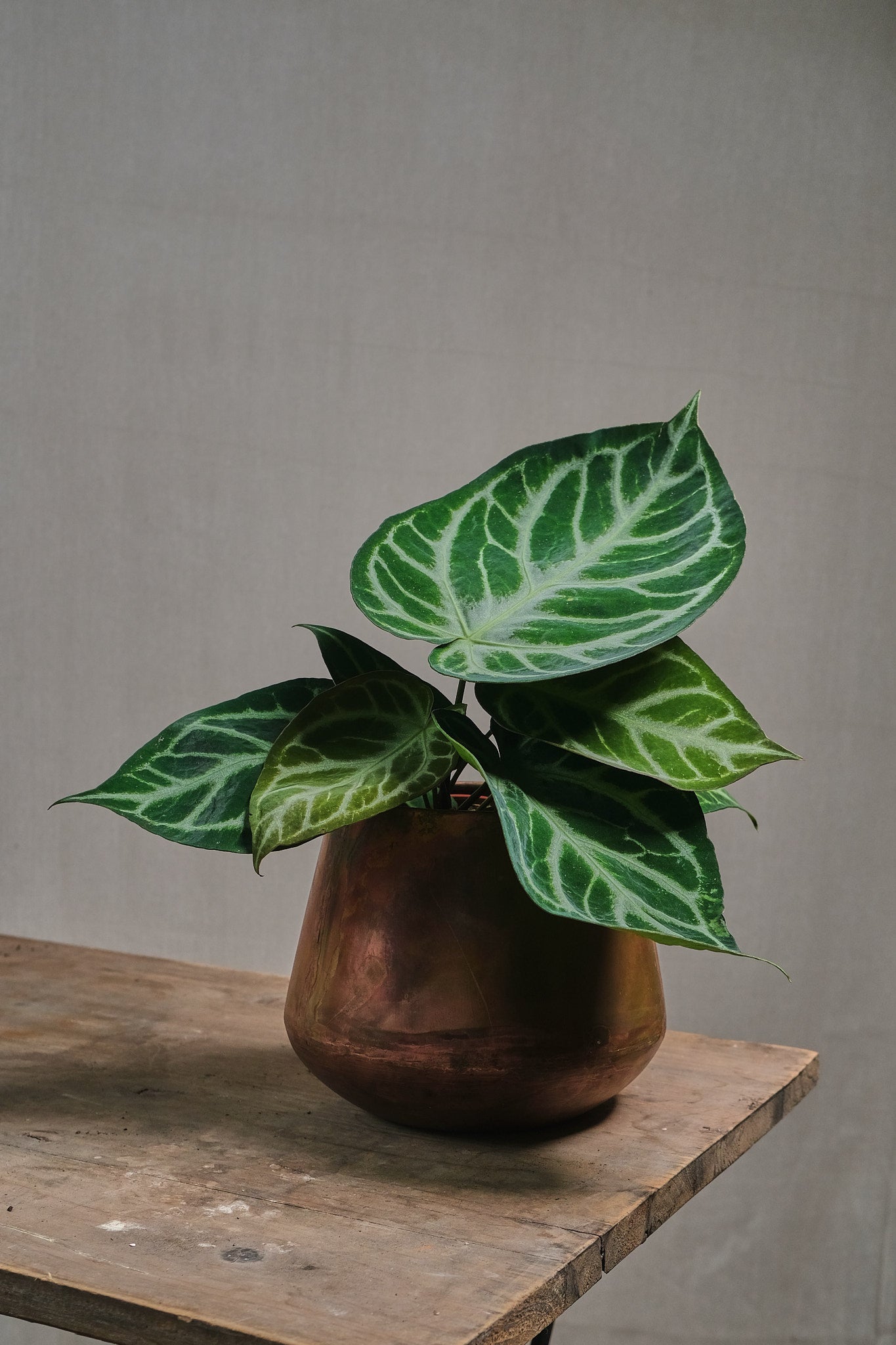 Anthurium Crystallinum Silver Blush - Rare Tropical Houseplant for Indoor Decor, Office & Gift