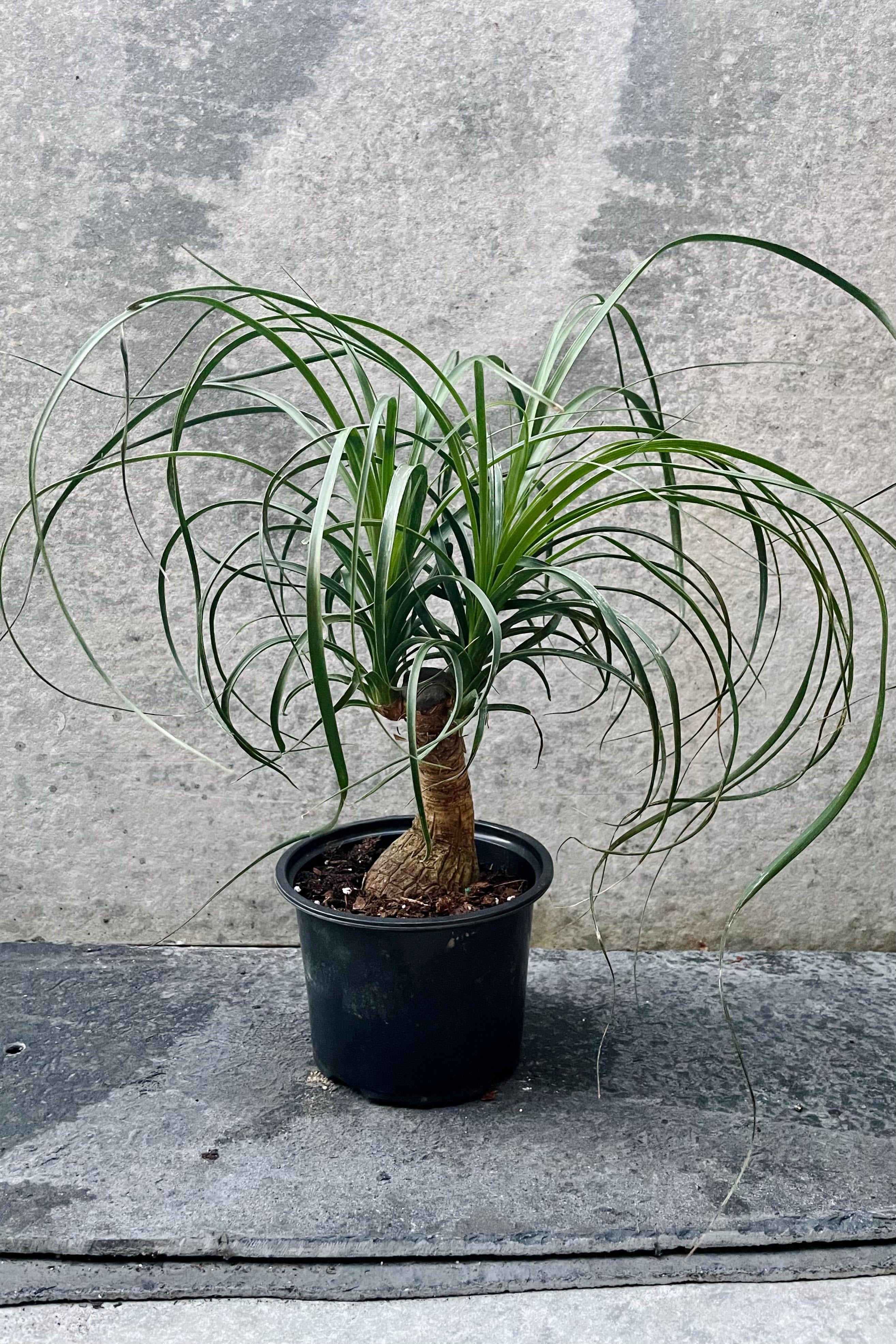 Beaucarnea Recurvata Ponytail Palm Plant - 6 Inch Pot, Low Maintenance Indoor Houseplant for Home, Office, and Garden Decor