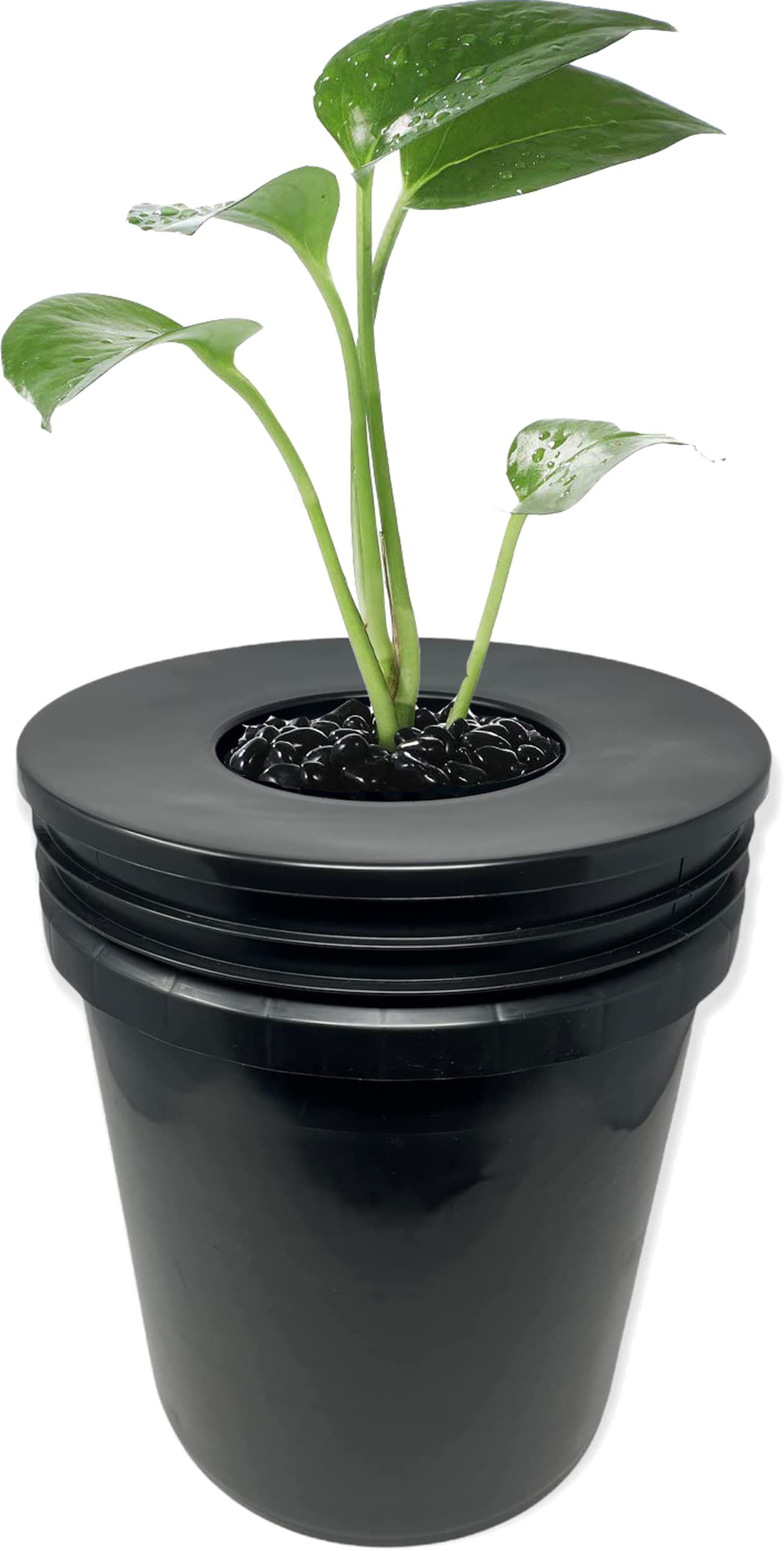 6 Inch Wide Lip Bucket Basket (Pack of 6) - 5 Gallon Bucket Lids for DWC Hydroponic Systems, Net Pots for Hydroponic Gardening + Twin Canaries Growth Chart - Perfect for Indoor Herb Gardens, Hydroponic Planters, and DIY Hydroponics Setup