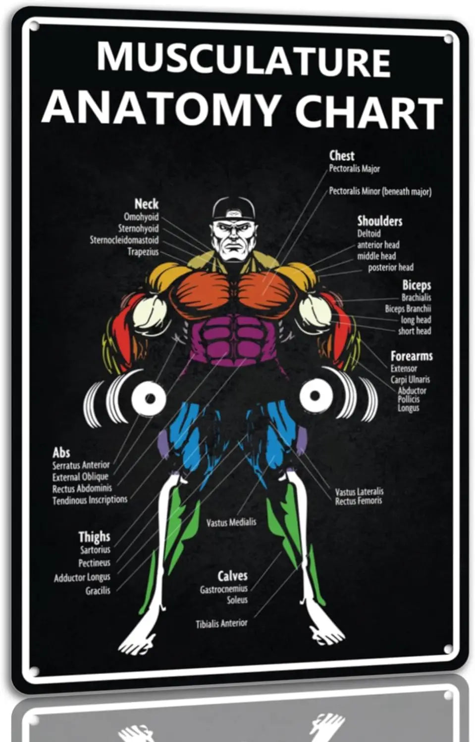 Musculature Anatomy Chart - Vintage Tin Metal Sign for Gym & Home Decor - Motivational Workout Wall Art - Perfect for Fitness Studios, Home Gyms & Man Caves