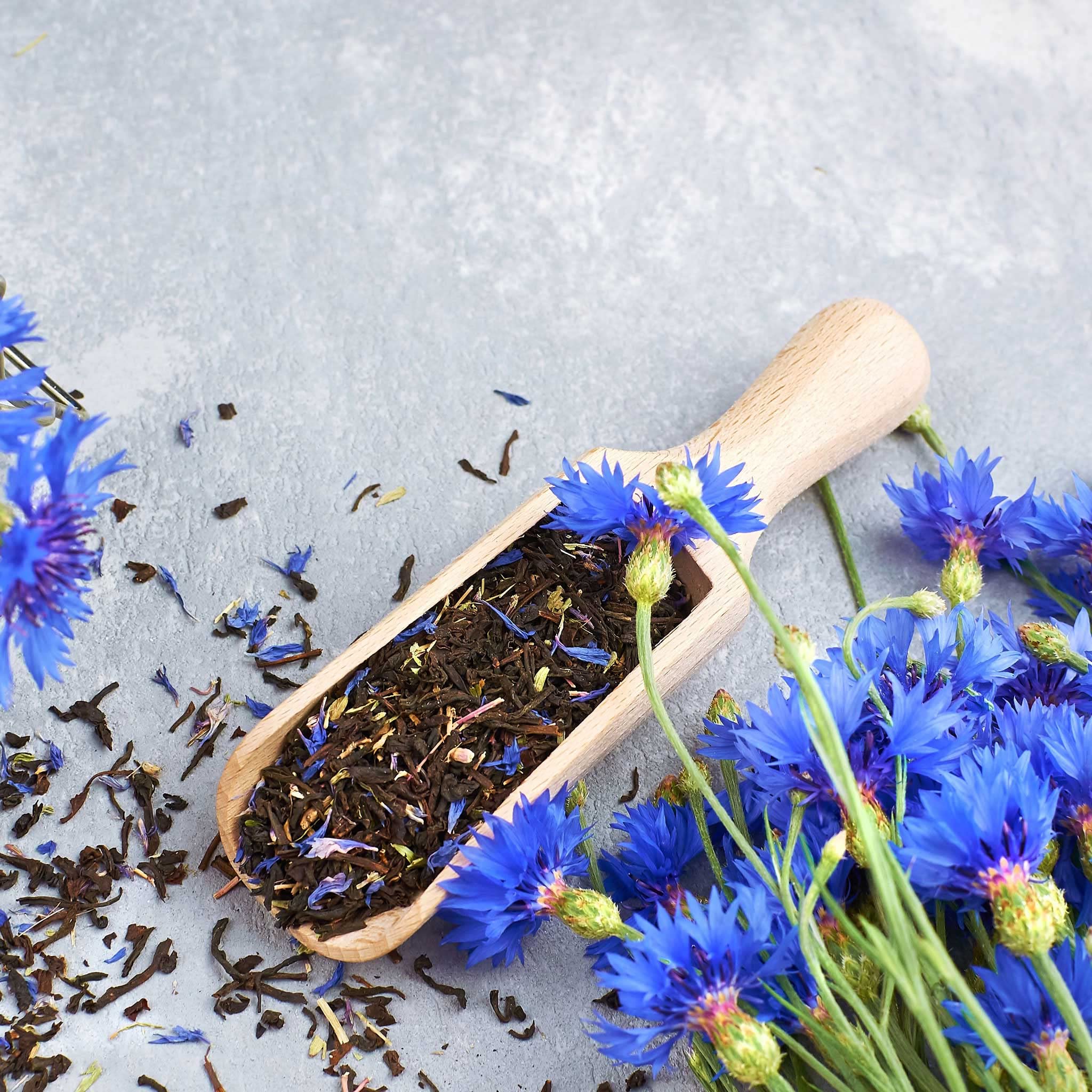 Eden Brothers Cornflower Bachelor Button Seeds - Tall Blue Annual Flower Seeds for Garden, Bouquets & Pollinator Gardens | Perfect for Cut Flowers, Borders & Wildflower Meadows