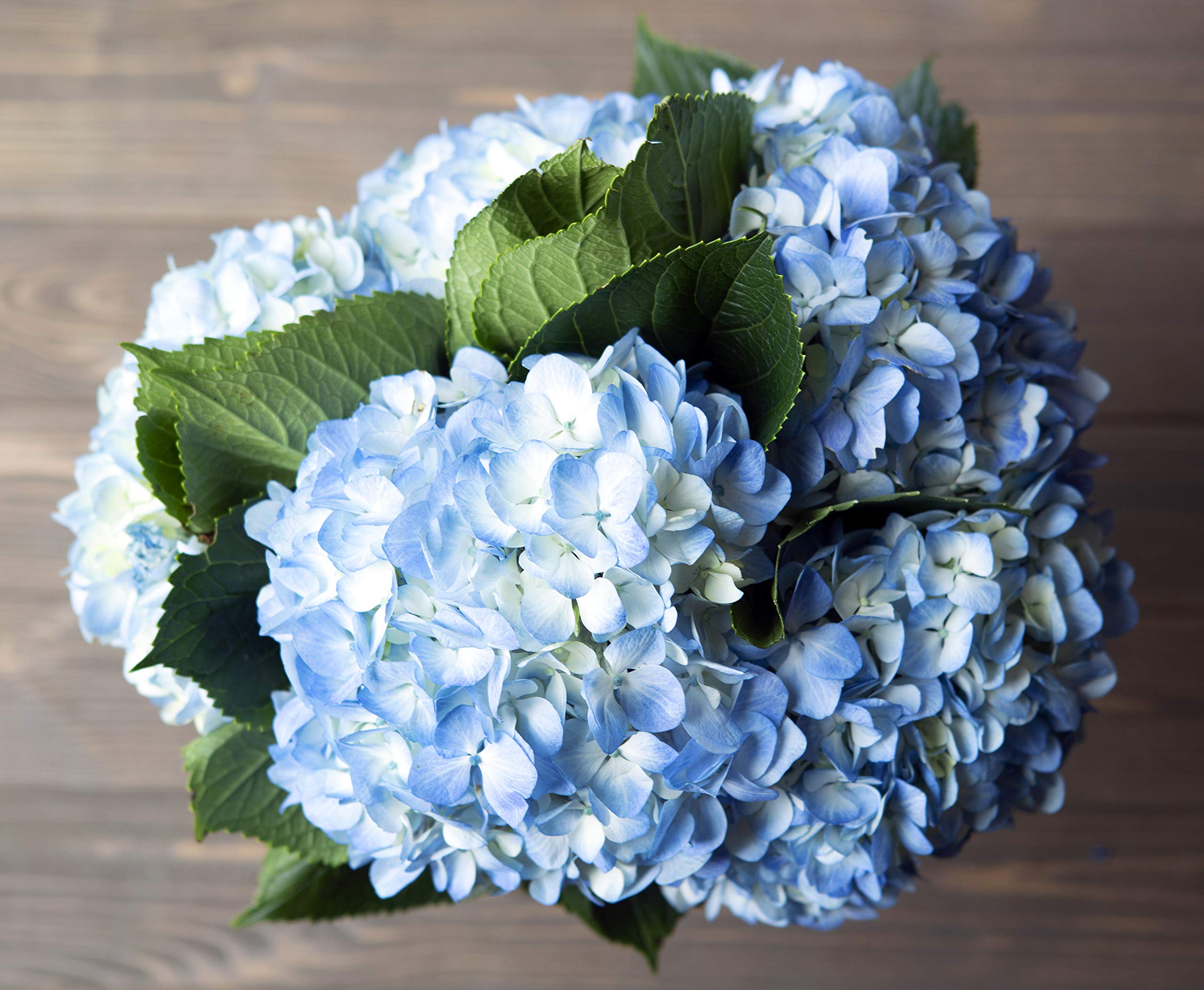 5 Fresh Blue Hydrangea Flowers with Vase - Farm Fresh Cut Floral Arrangement by Arabella Bouquets | Perfect Gift for Birthday, Anniversary, Get Well, Housewarming | Ideal for Home Decor, Wedding Centerpieces & Special Occasions
