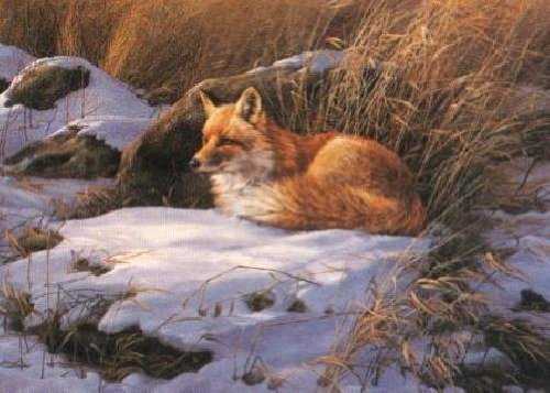Rosemary Millette Winter Repose Red Fox Artist's Proof Print on Paper - Wildlife Art for Home Decor & Gift Giving