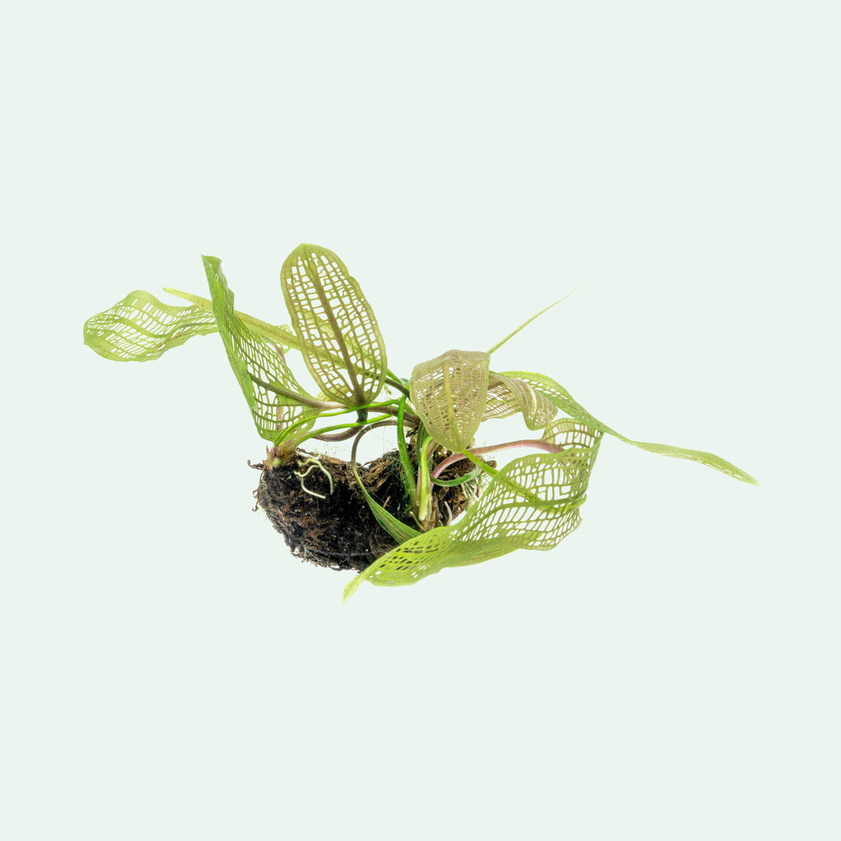 Buy Aponogeton Madagascariensis - Lace Leaf Aquatic Plant for Freshwater Aquariums | Perfect for Fish Tanks, Aquascaping & Water Gardens