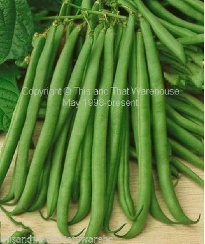 Bush Bean Topcrop Seeds - Non-GMO Sweet Tender Snap Green Beans with High Yields & Early Harvest | Perfect for Home Gardens, Urban Farming & Organic Vegetable Planting