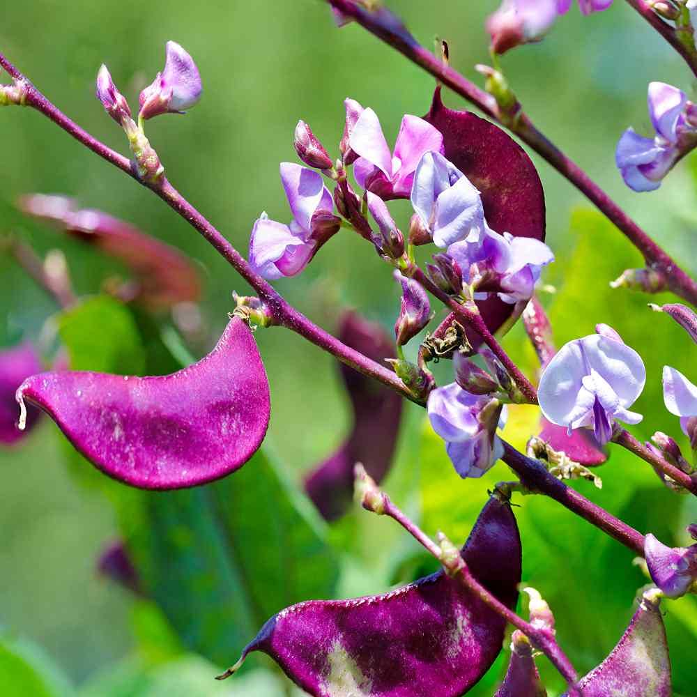 Purple Hyacinth Bean Seeds - Non-GMO, Open Pollinated for Planting - Garden & Home Decor