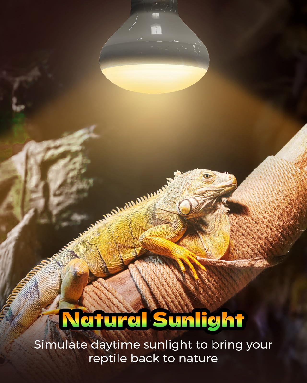 100W Reptile Heat Lamp Bulbs 2 Pack - UVA Daylight Basking Light for Bearded Dragons, Lizards, Turtles & Chickens | Ideal for Terrariums, Vivariums & Coop Heating