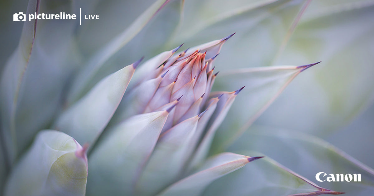 Botanical Blooms: Sarah Marino's Guide to Stunning Plant & Flower Macro Photography - Perfect for Nature Lovers & Photographers | Capture Breathtaking Garden Details, Wedding Florals & Wall Art