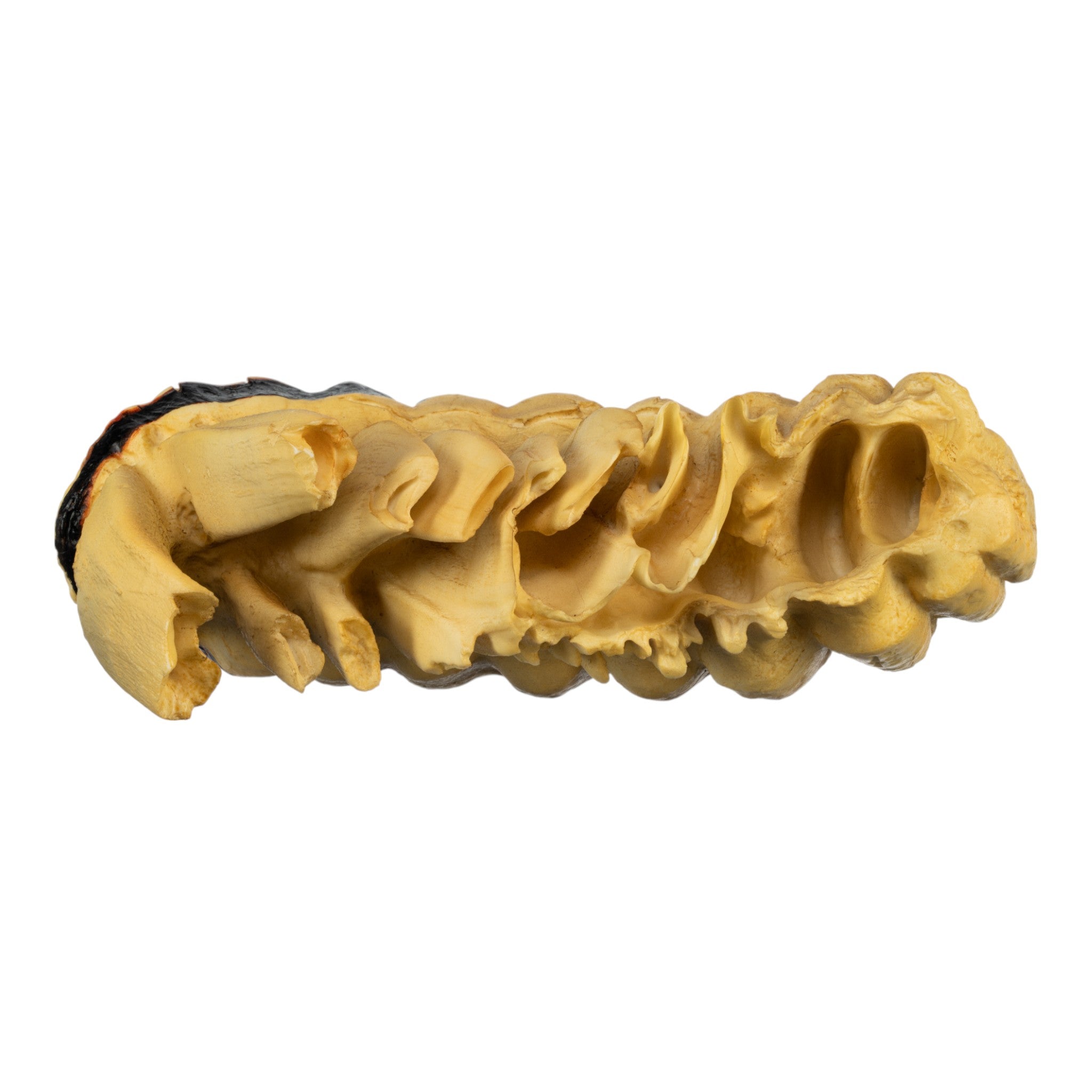 Authentic African Elephant Ivory Replica - Handcrafted Collectible for Home Decor & Safari Themed Gifts | Perfect for Wildlife Enthusiasts & Interior Design
