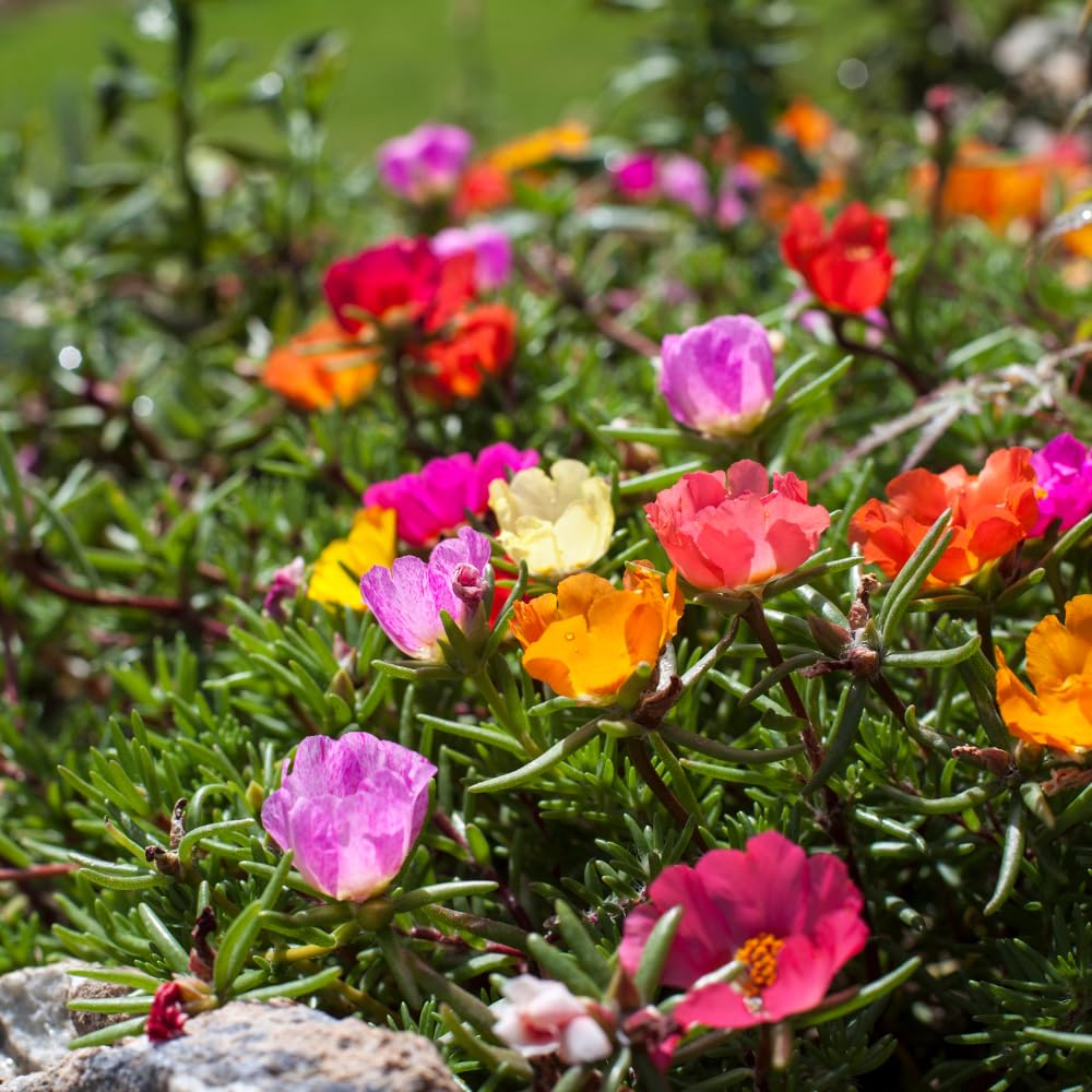 10000 Mixed Moss Rose Seeds - Portulaca Grandiflora Mix, Drought Tolerant Flower Seeds for Garden, Rock Gardens, Hanging Baskets & Containers - Perfect for Sunny Landscapes, Borders & Ground Cover