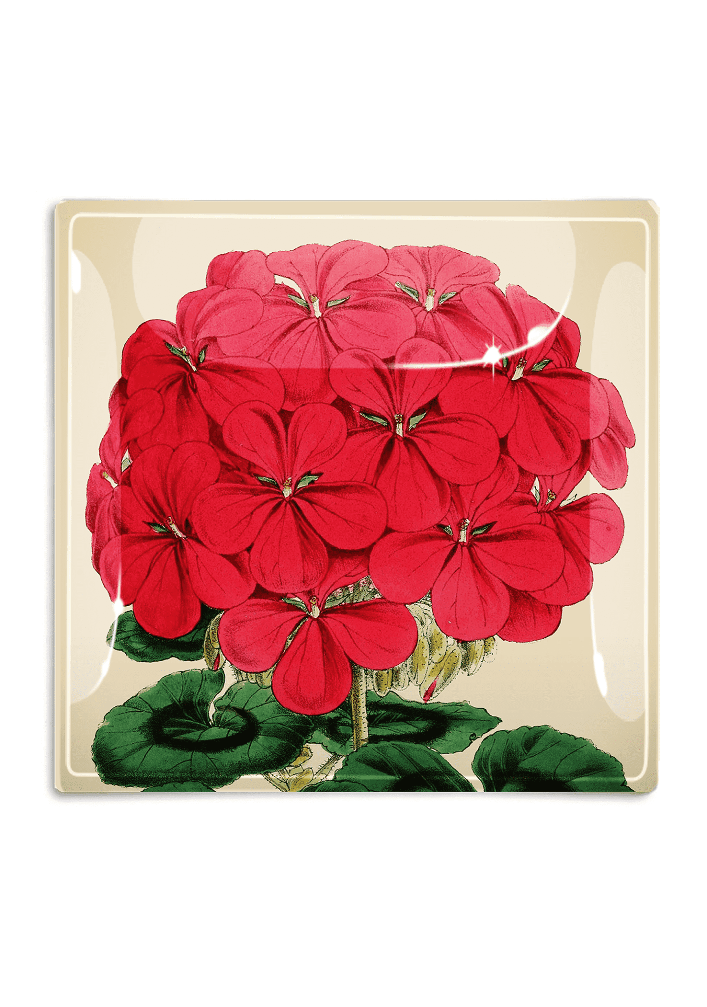C.Z. Guest Red Geranium Decoupage Glass Serving Tray - Elegant Decorative Tray for Tea, Breakfast, or Home Decor