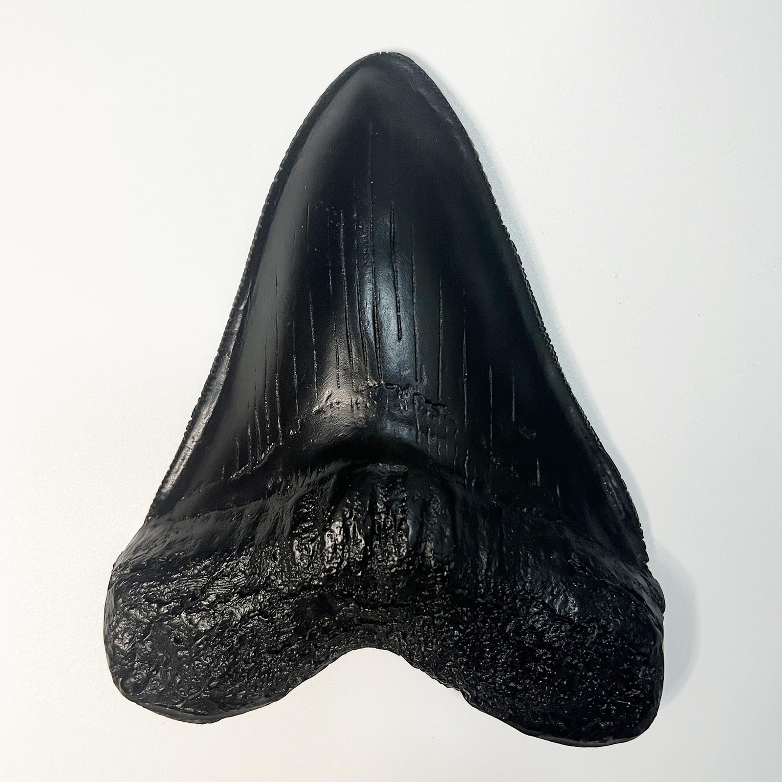 Authentic Carcharodon Megalodon Tooth Replica - 5.1 Inch Fossil Shark Teeth with Detailed Serrations - Black Collectible Specimen for Paleontology Enthusiasts & Home Decor Display