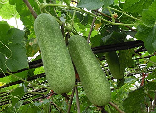 50 Seeds Asian Hairy Gourd Wax Gourd Seeds - BI DAO MOKWA Long Fuzzy Gourd for Home Gardening, Asian Cuisine & Organic Farming
