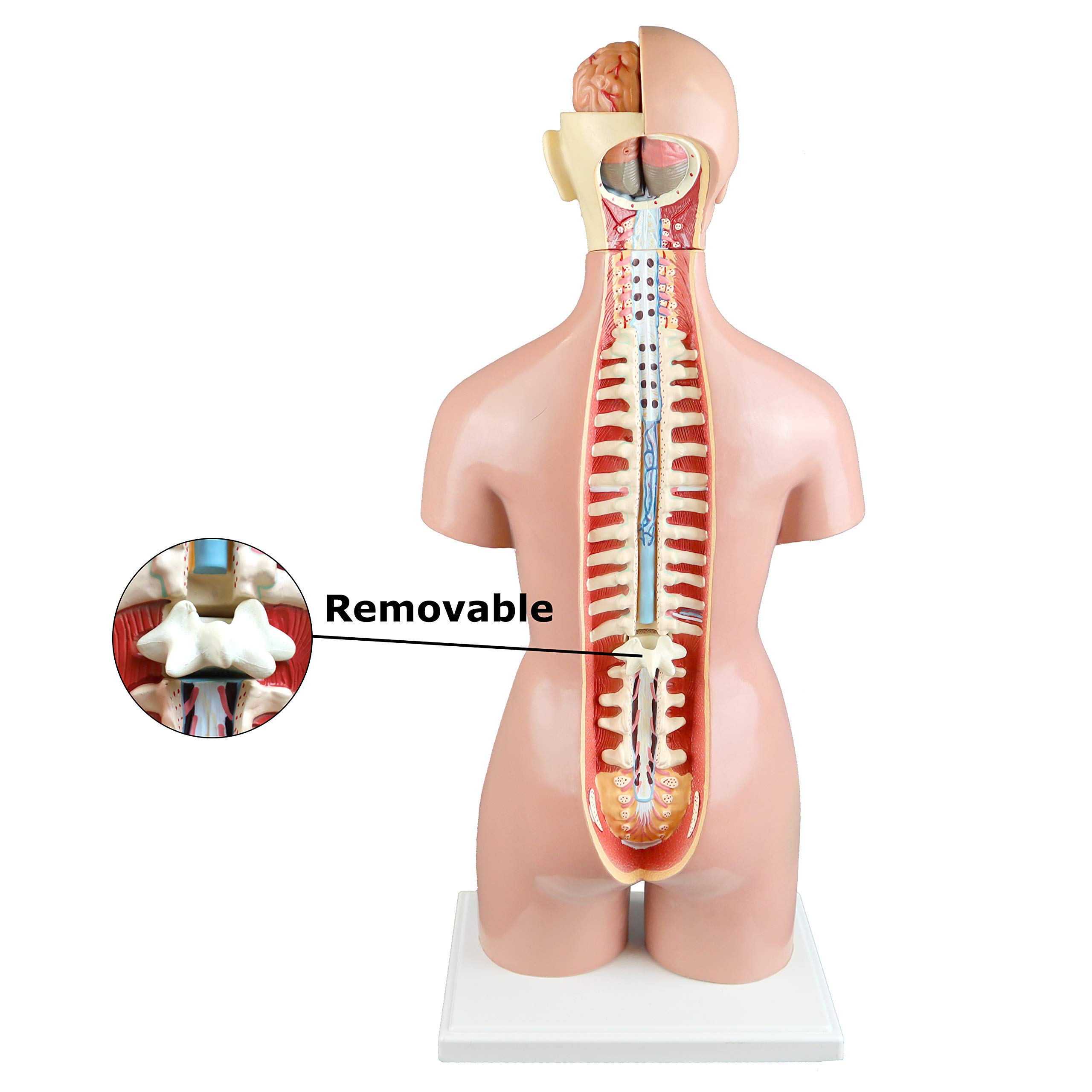 Parco Scientific PB00161 55cm 21-Part Dual-Sex Human Torso Model with Open Back - Detailed Anatomy of Muscles, Spine & Nerves for Medical Education & Study
