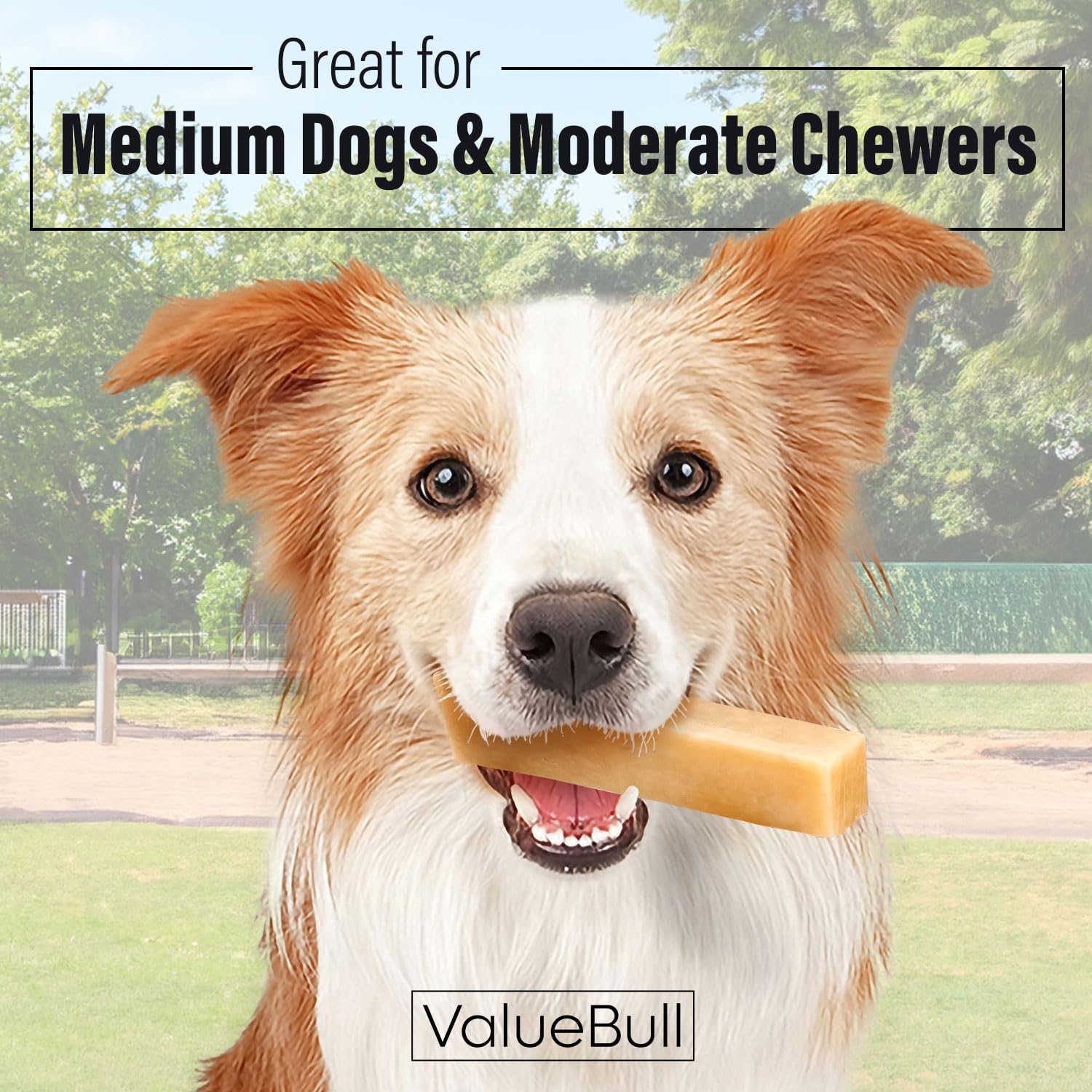 ValueBull Himalayan Yak Cheese Dog Chews - 100 Count Bulk Pack, All Natural & Healthy Long-Lasting Treats for Aggressive Chewers | Low Odor, Safe Yak Milk Chews from Nepal | Perfect for Training Rewards, Dental Health & Anxiety Relief