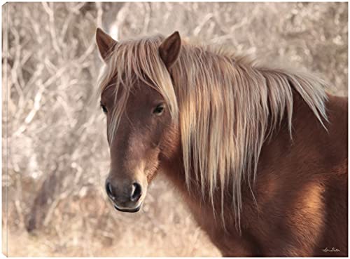 Assateague Horse