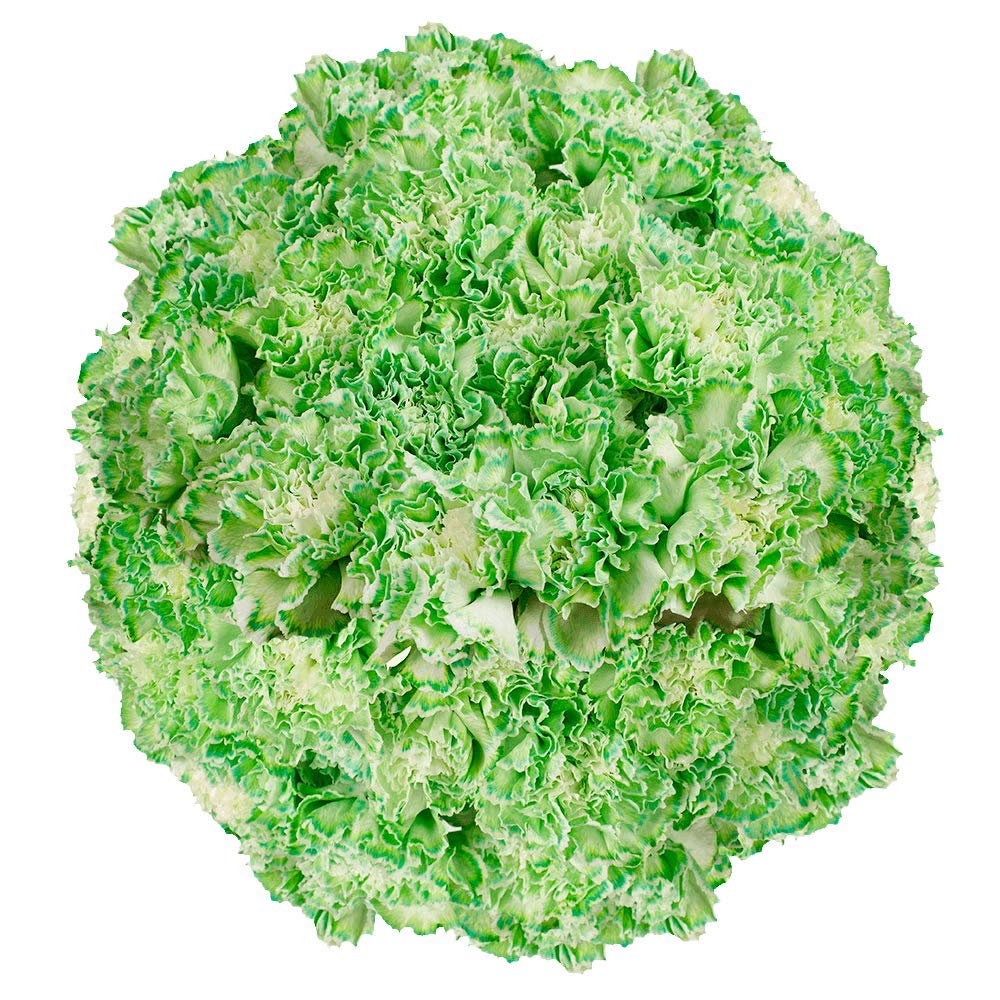 Fresh Cut Green Carnations Bulk - 300 Stems for Mother's Day, Wedding Bouquets, Birthday Gifts, Anniversary Decor & Bridal Showers | Long-Lasting Flowers for Centerpieces, Home Decor & Special Events
