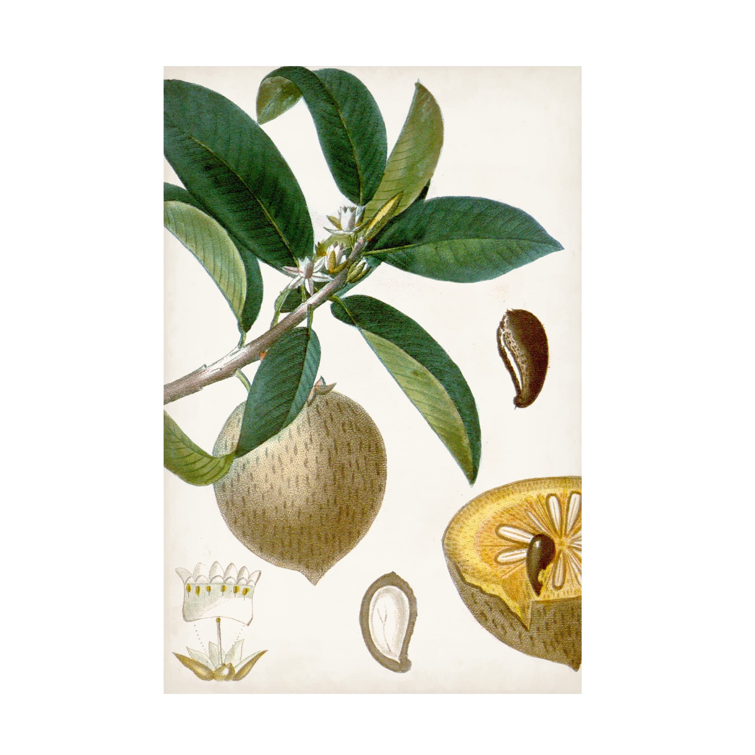Trademark Fine Art 'Turpin Tropical Fruit I' Canvas Wall Art Print - Vibrant Tropical Fruit Painting for Home & Office Decor, Living Room, Bedroom, Kitchen