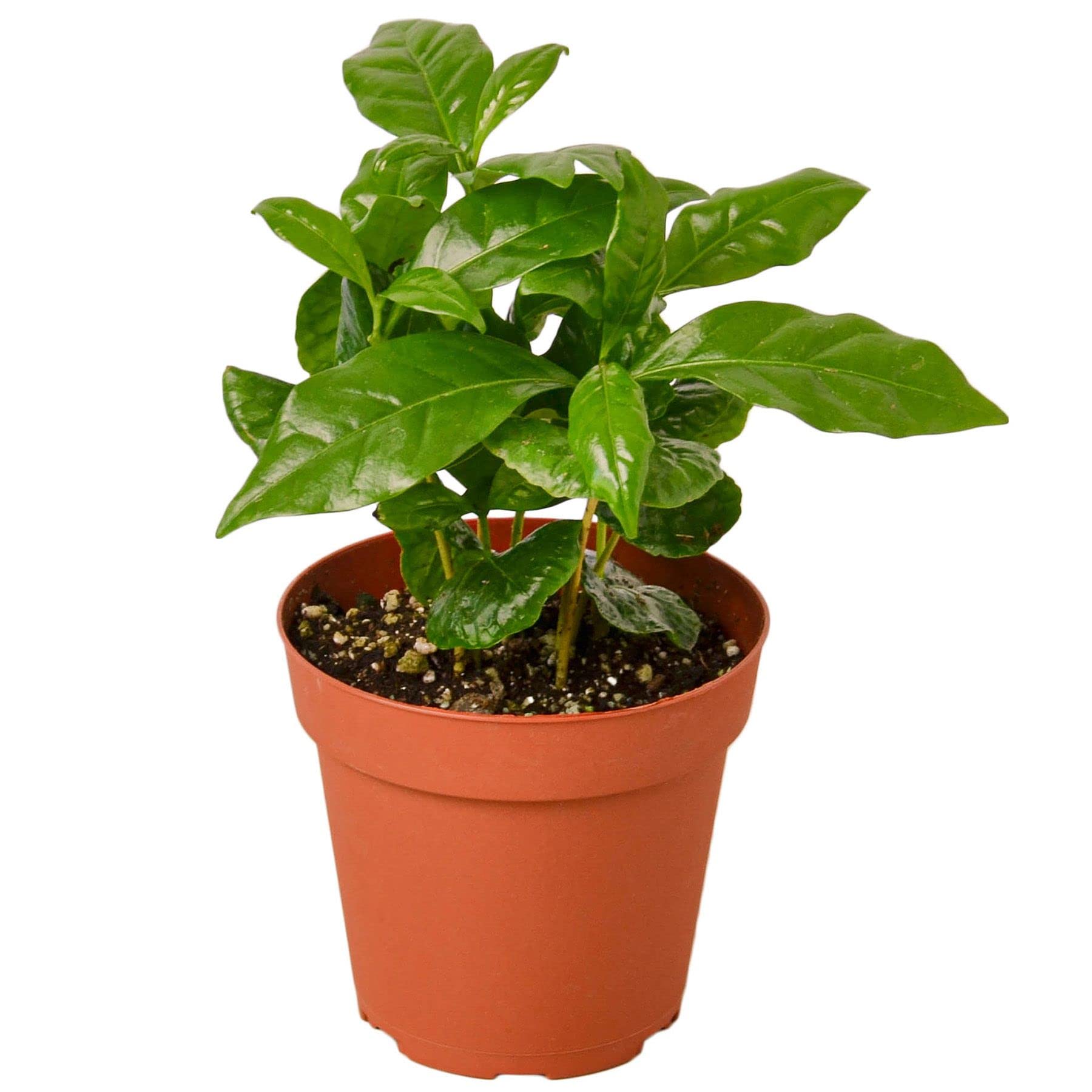 Arabica Coffee Plant - Live Indoor Houseplant in 4