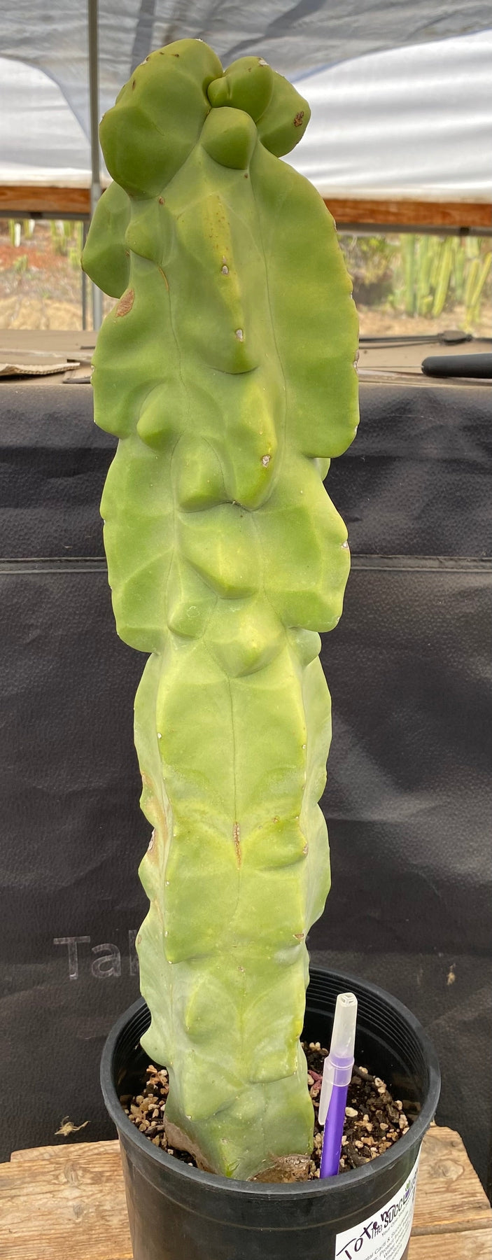Totem Pole Cactus (Lophocereus schottii Monstrose) - 20