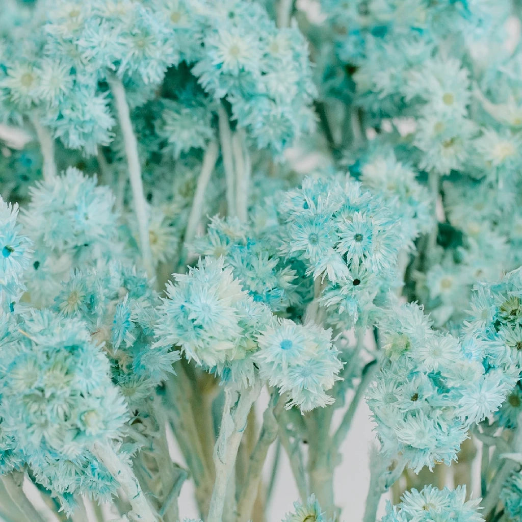 Premium Baby Blue Dried Andean Asters - Natural Floral Decor for Weddings, Home Decor & DIY Crafts | Eco-Friendly Dried Flowers for Bouquets, Centerpieces & Gift Wrapping