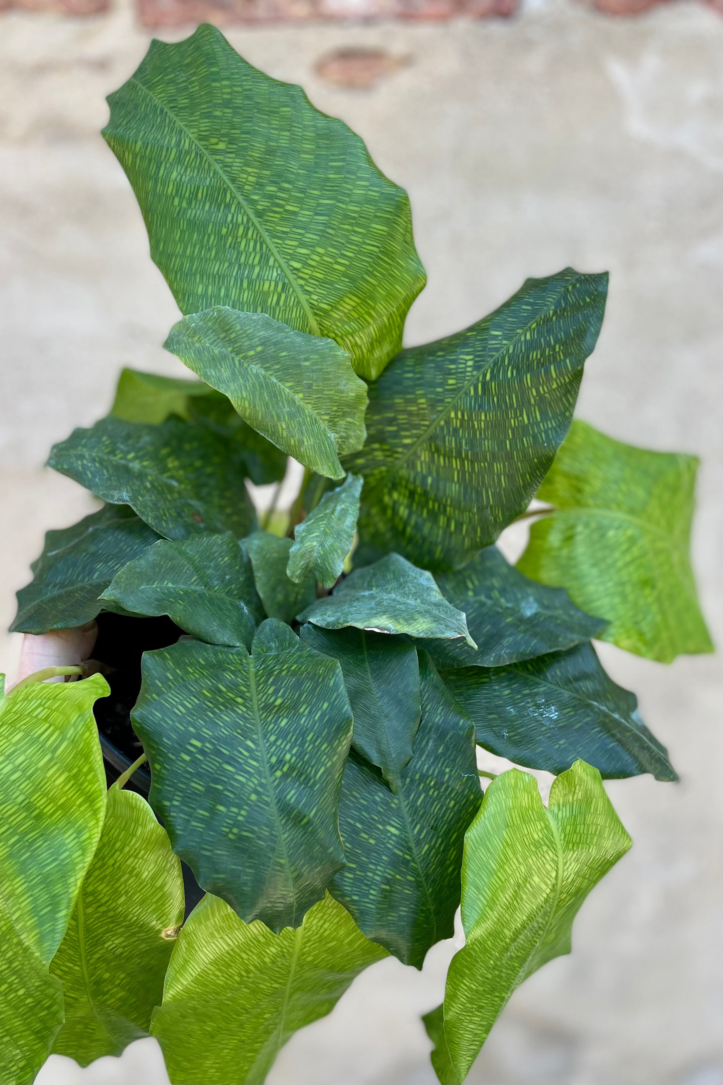 Calathea Musaica Prayer Plant - 6 Inch Live Indoor Houseplant for Home & Office Decor | Perfect for Low Light Spaces, Air Purifying & Gifts
