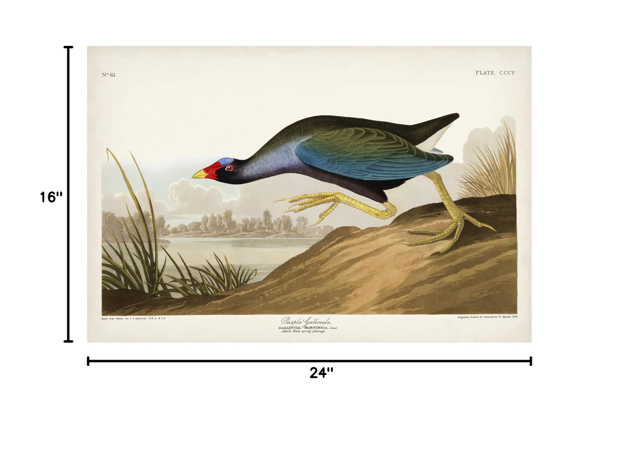 John James Audubon 'Purple Ganaule' Canvas Art Print - 16x24 Inch Wall Decor for Living Room, Bedroom & Office - Trademark Fine Art Collection