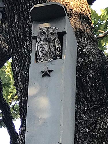Screech Owl House - Handcrafted Wooden Nesting Box for Backyard Birdwatching | Perfect for Garden, Patio & Wildlife Conservation