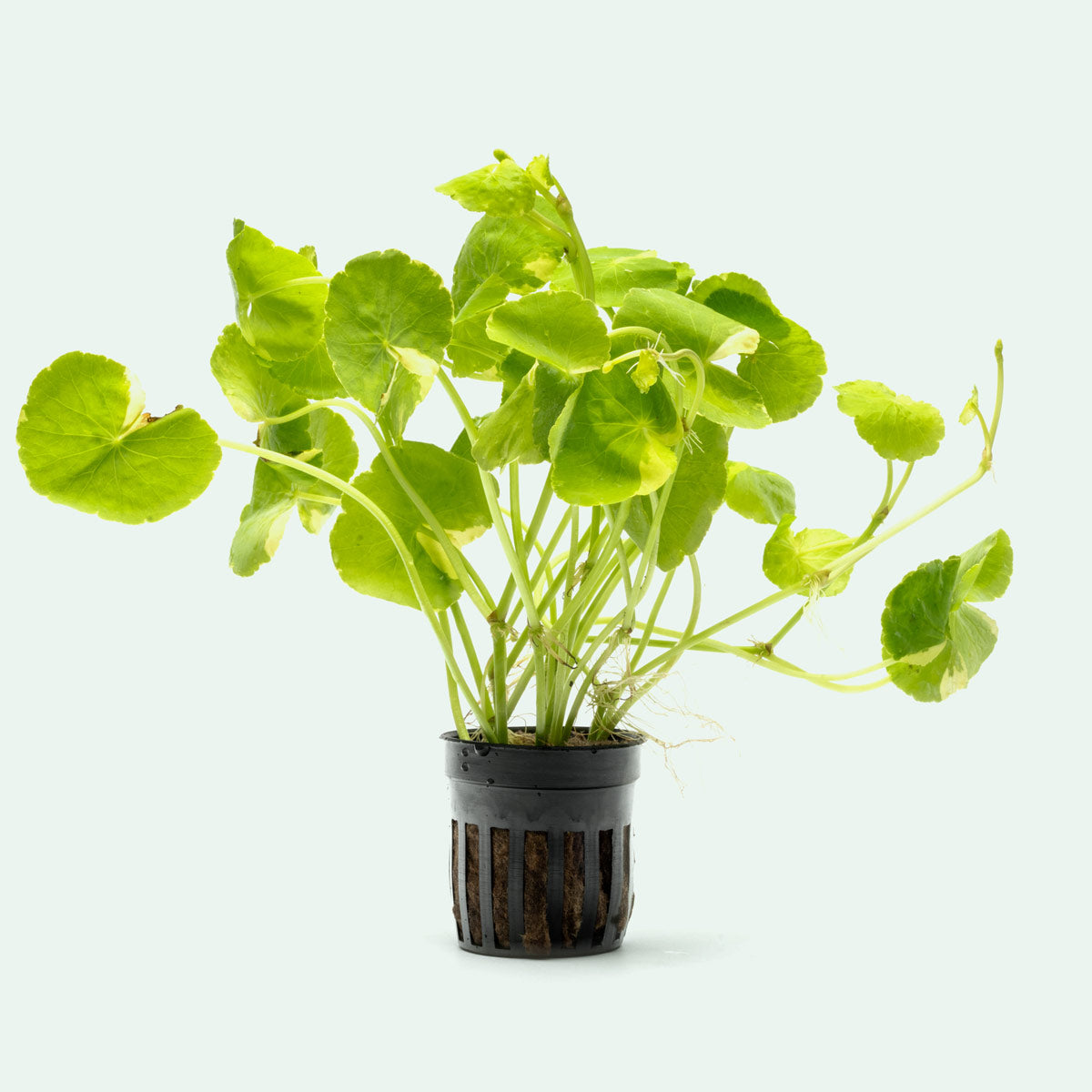 Variegated Hydrocotyle Leucocephala Aquatic Plant - Live Aquarium Plants for Fish Tanks, Ponds & Terrariums - Perfect for Aquascaping, Water Gardens & Indoor Decor