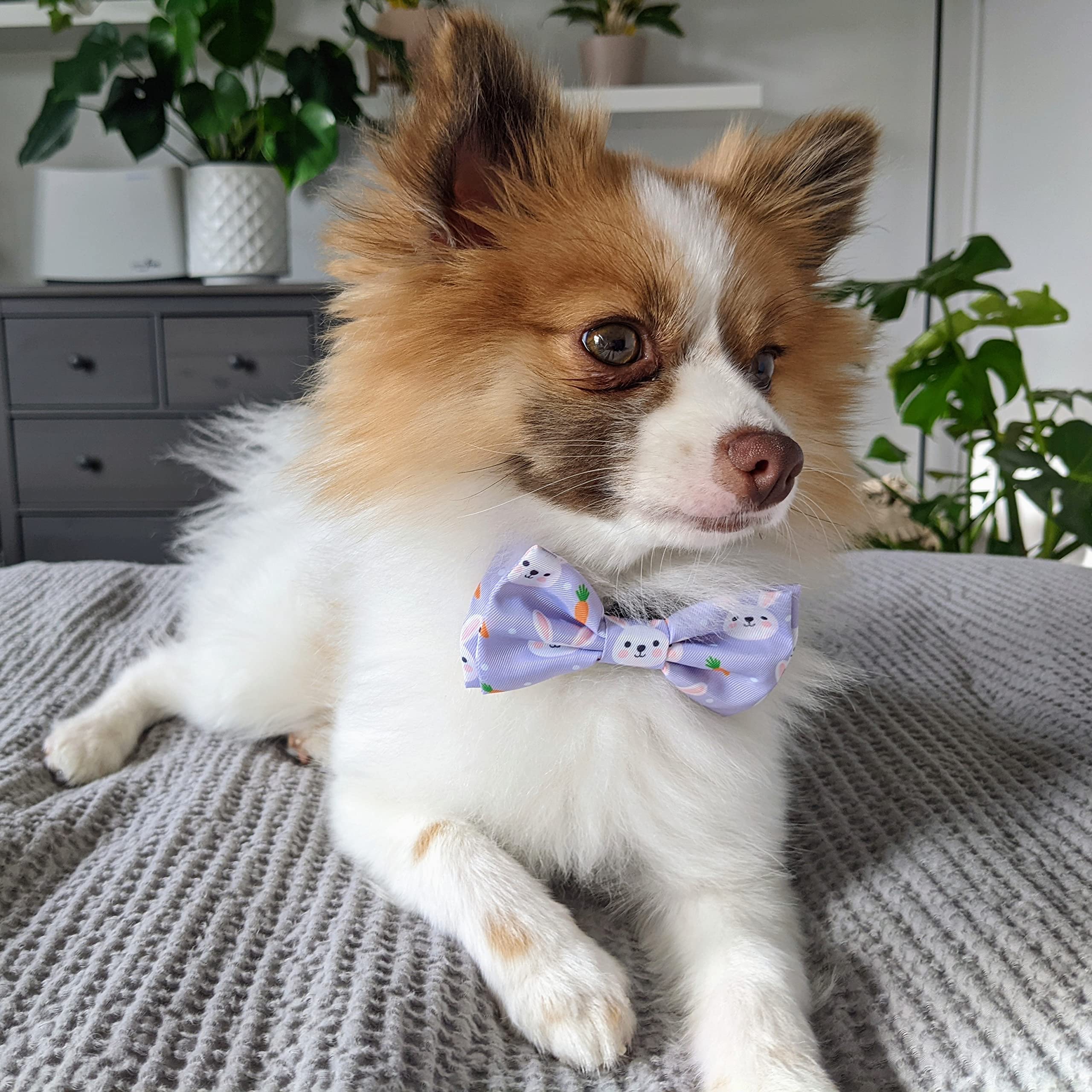 Huxley & Kent Funny Bunny Bow Tie for Dogs & Cats - Small Easter Spring Pet Collar Accessory | Cute, Comfortable & Durable H&K Bowtie | Perfect for Easter Photos, Pet Parties & Spring Celebrations